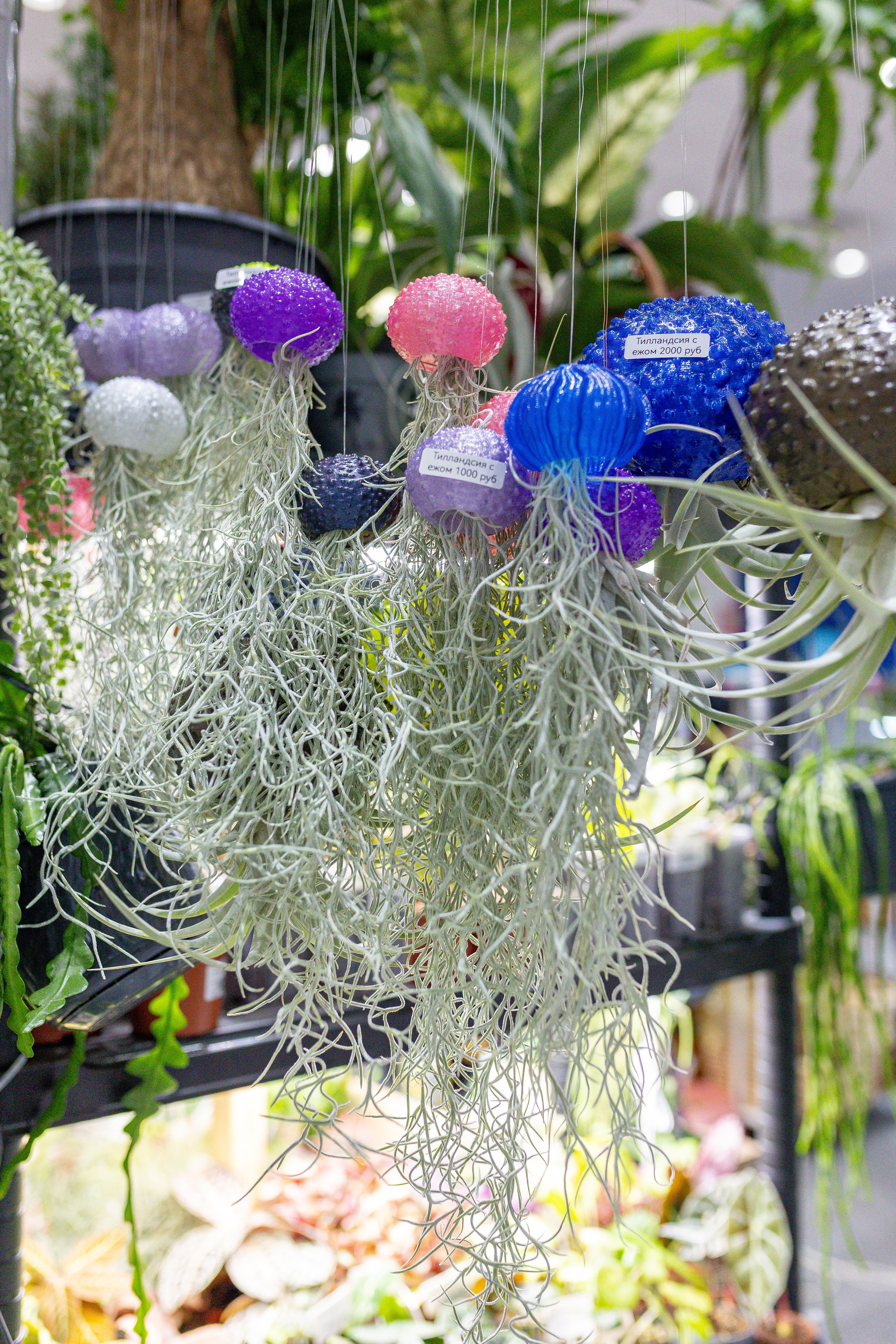 Орхидиум 12.2025. Александра Куликова фотограф, Москва