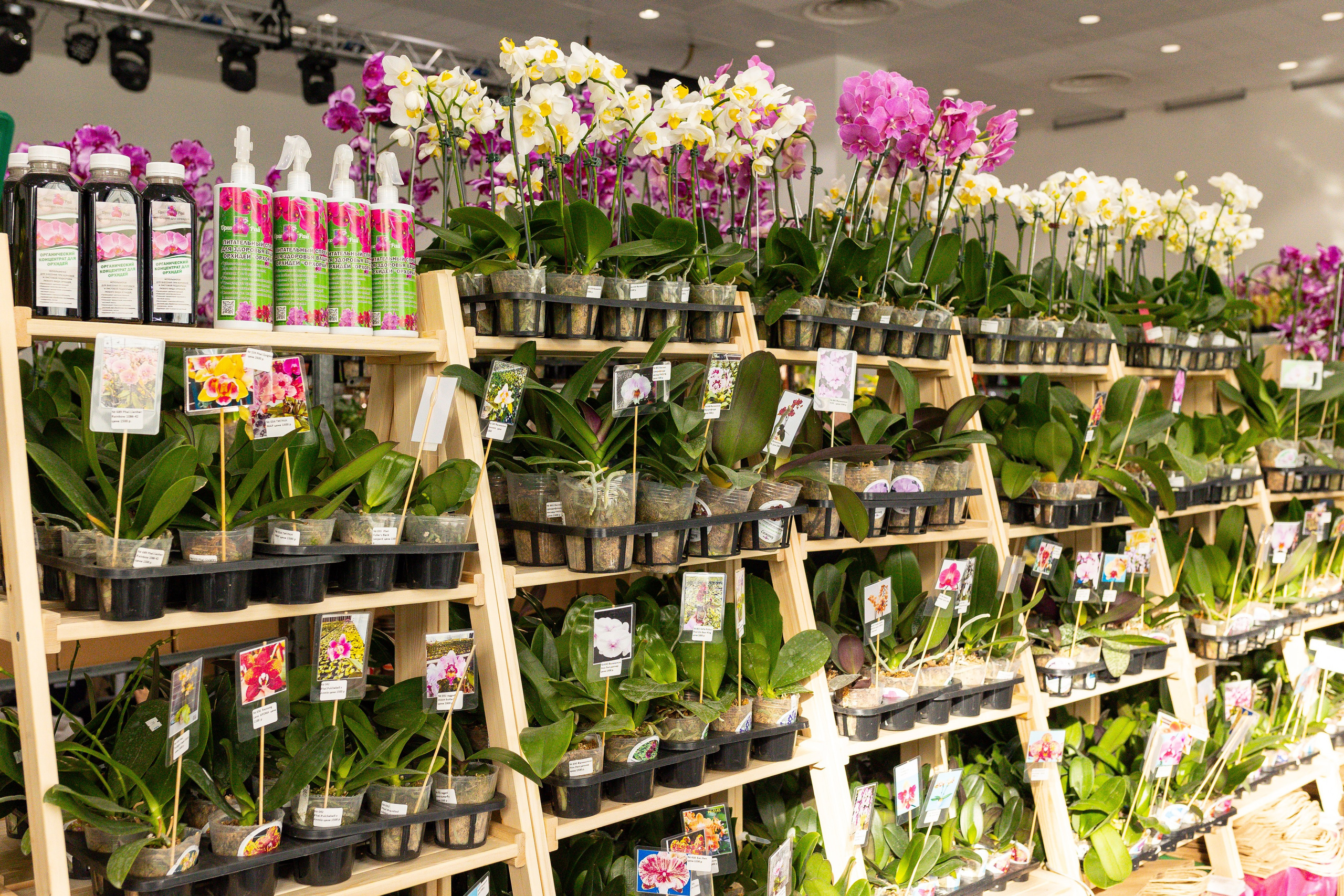 Орхидиум сентябрь 2025. Александра Куликова фотограф, Москва