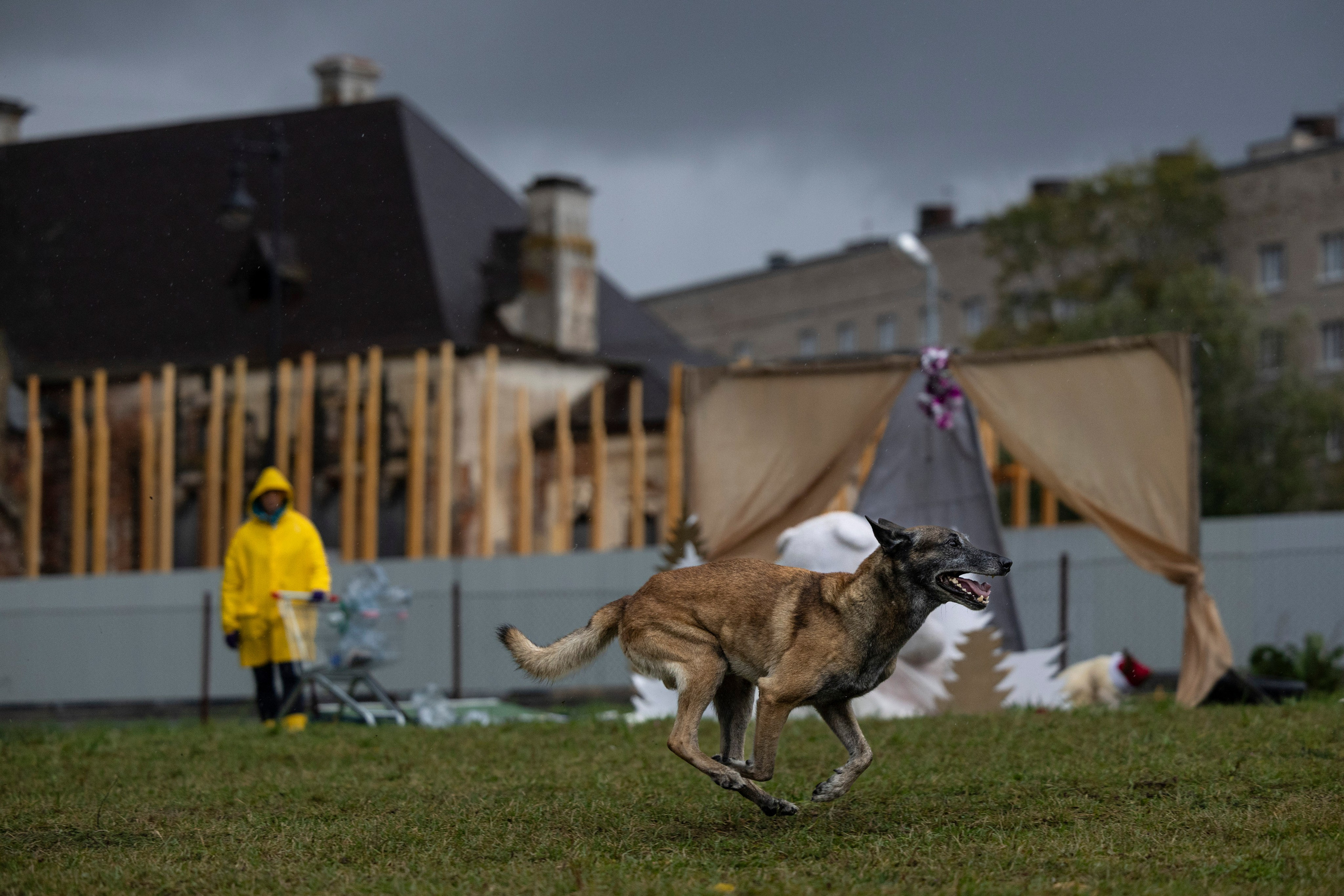 Испытания по Мондьорингу г. Пушкин. Фотограф-анималист Анна Маринич