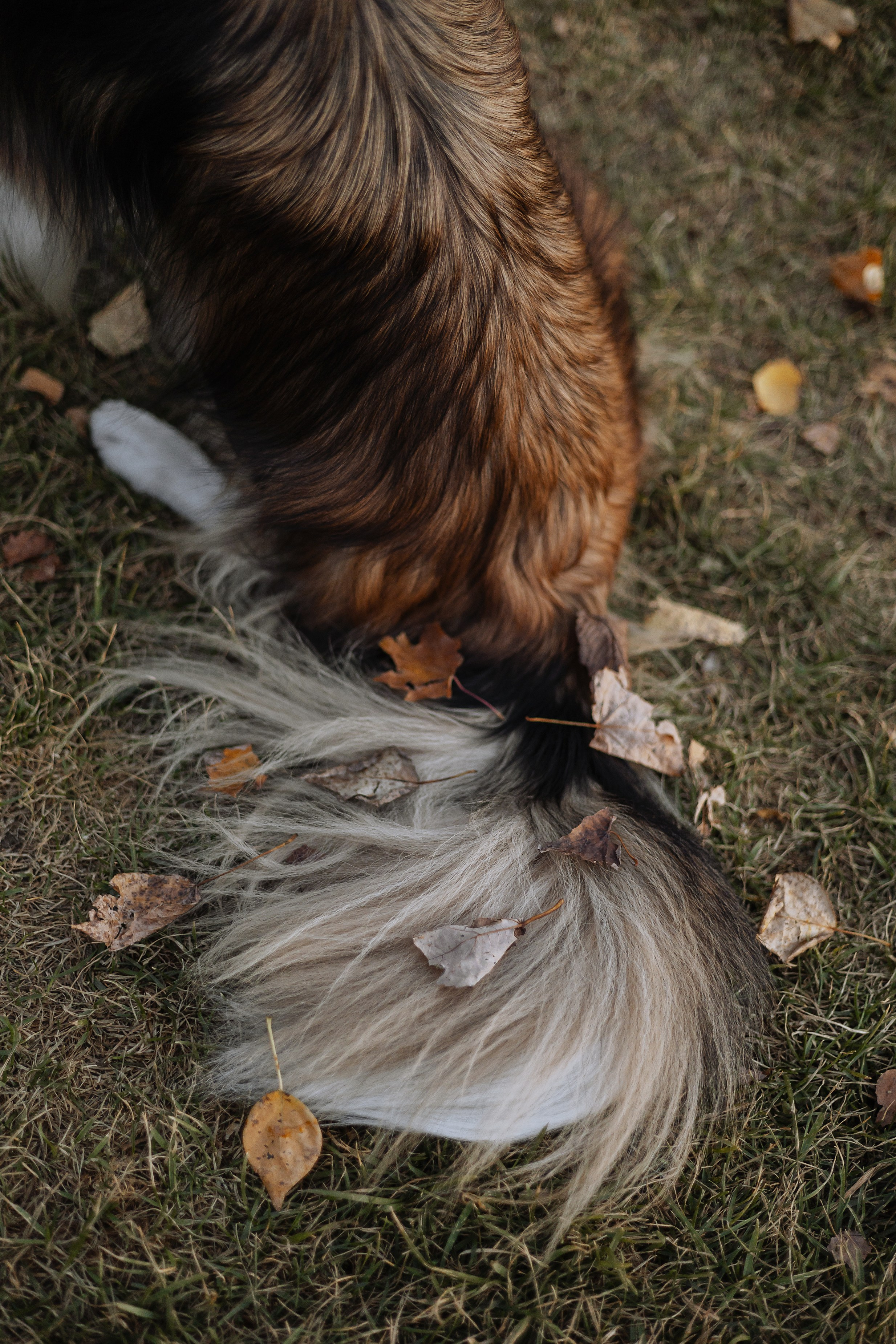 Осенняя съемка Аллы и ее спутника Джея (пакет «Чуть-чуть»). Фотограф Анималист Екатерина Справцева в Нижнем Новгороде