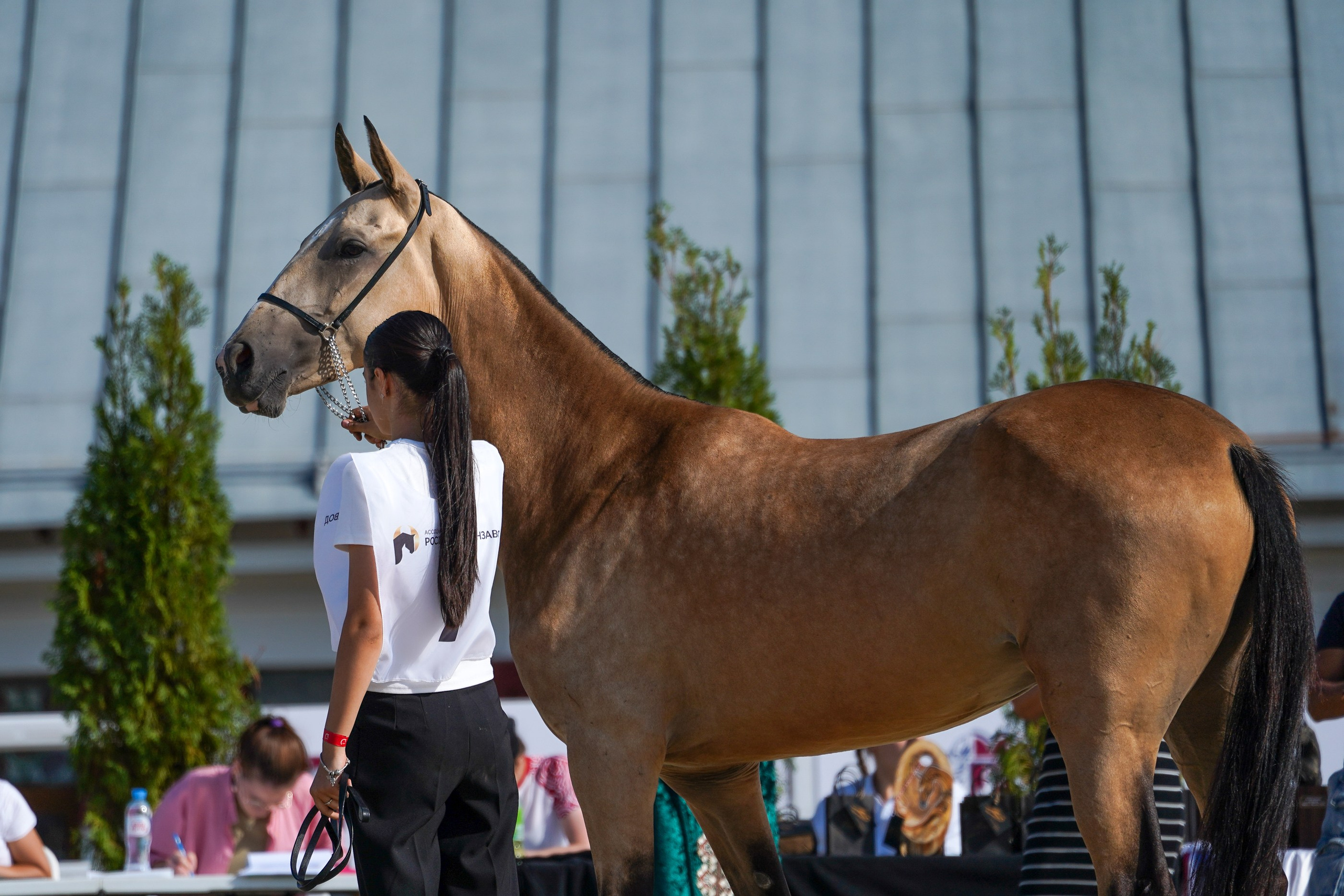 Чемпионат лошадей чистокровной ахалтекинской породы «КУБОК РОССИИ — 2024». Фотограф-анималист, портретный фотограф в Чебоксарах Мария Садыкова