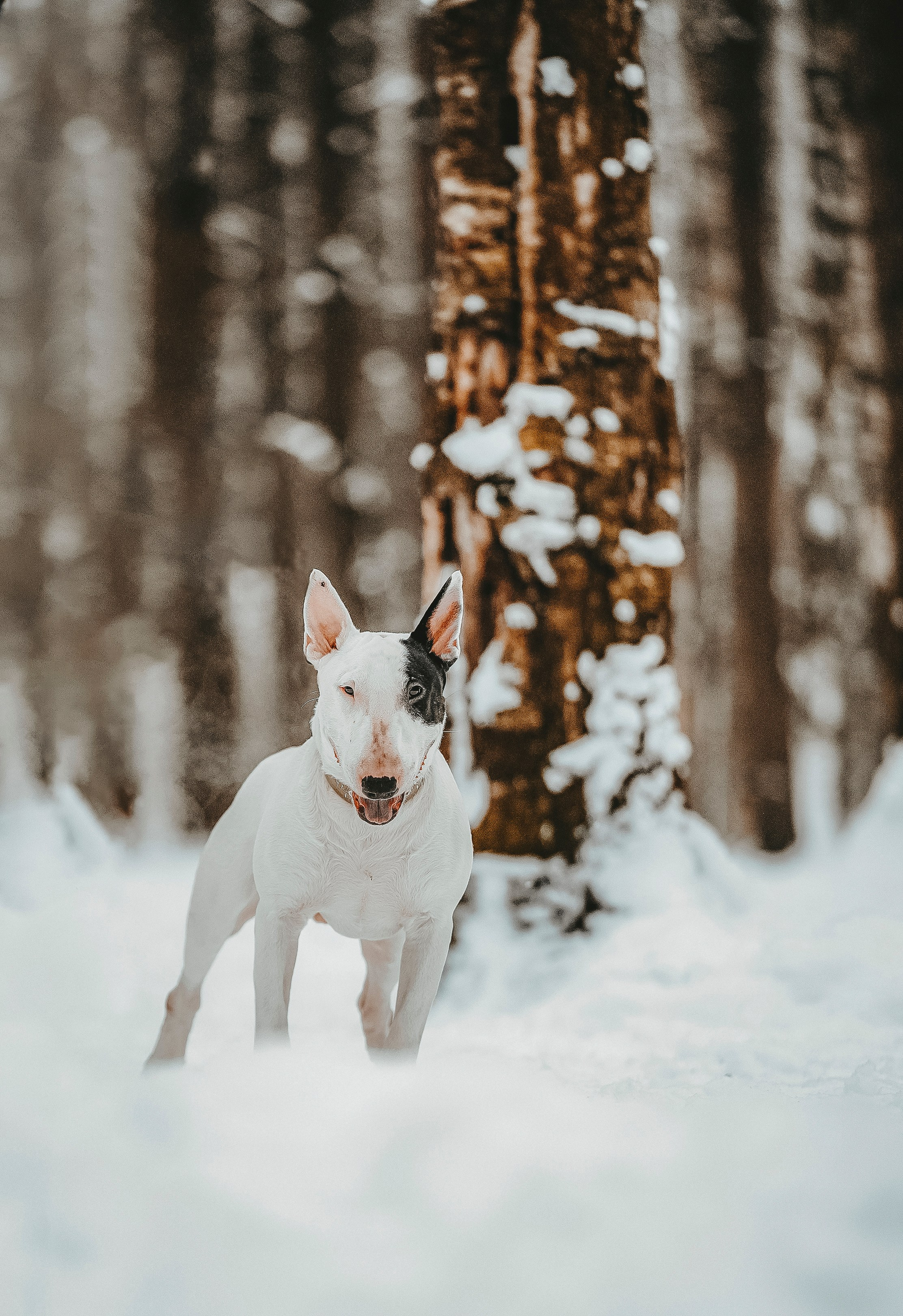 Портфолио собаки, фотограф Олеся Майрова. Фотограф анималист в Спб недорого Олеся Майорова