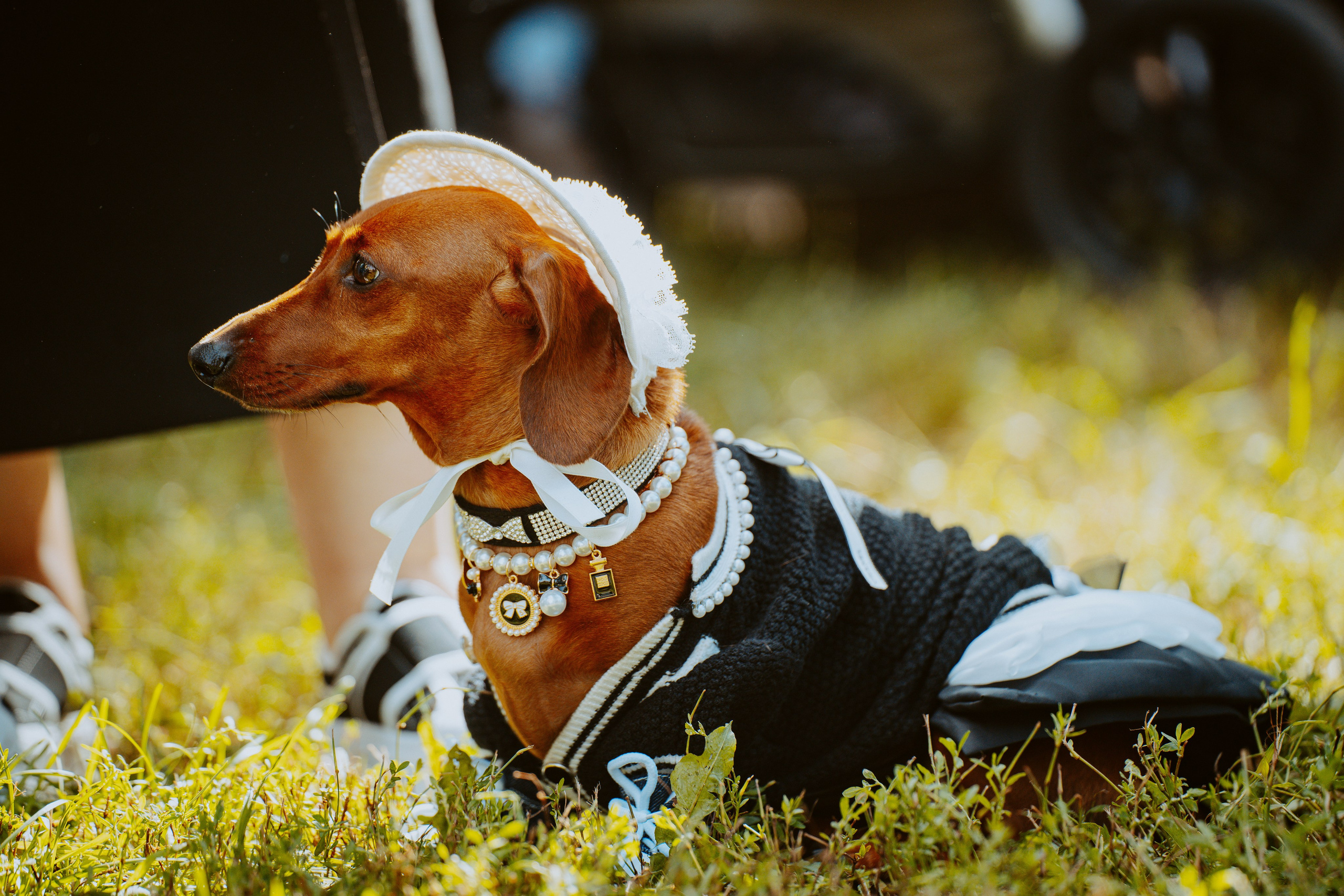 Такспарад. Фотограф анималист в Спб недорого Олеся Майорова