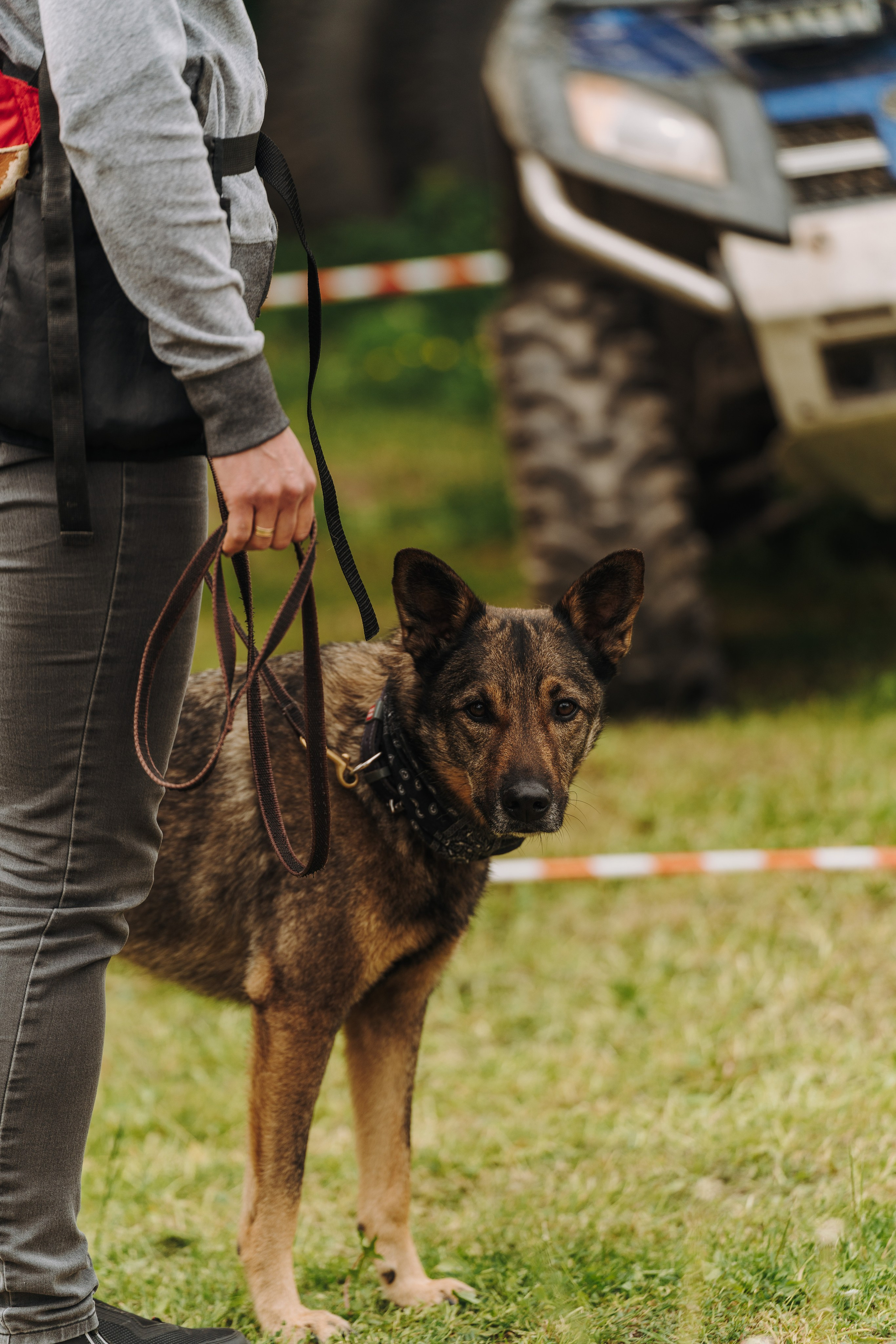 Соревнования по ноузворку. Фотограф анималист в Спб недорого Олеся Майорова