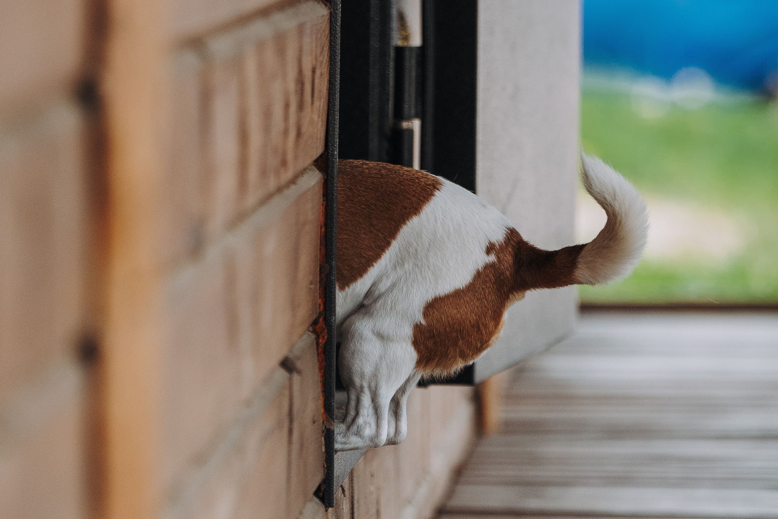 Соревнования по ноузворку в Лосево. Фотограф анималист в Спб недорого Олеся Майорова
