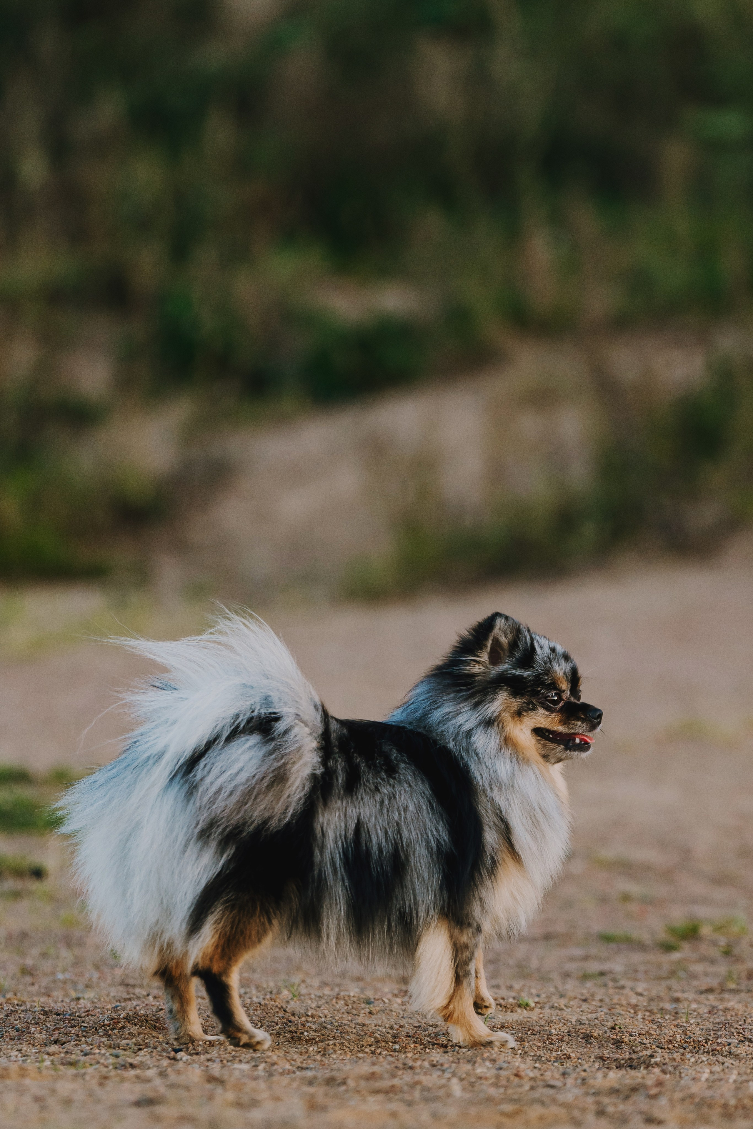 Семейная фотосессия с двумя собаками на закате. Фотограф анималист в Спб недорого Олеся Майорова