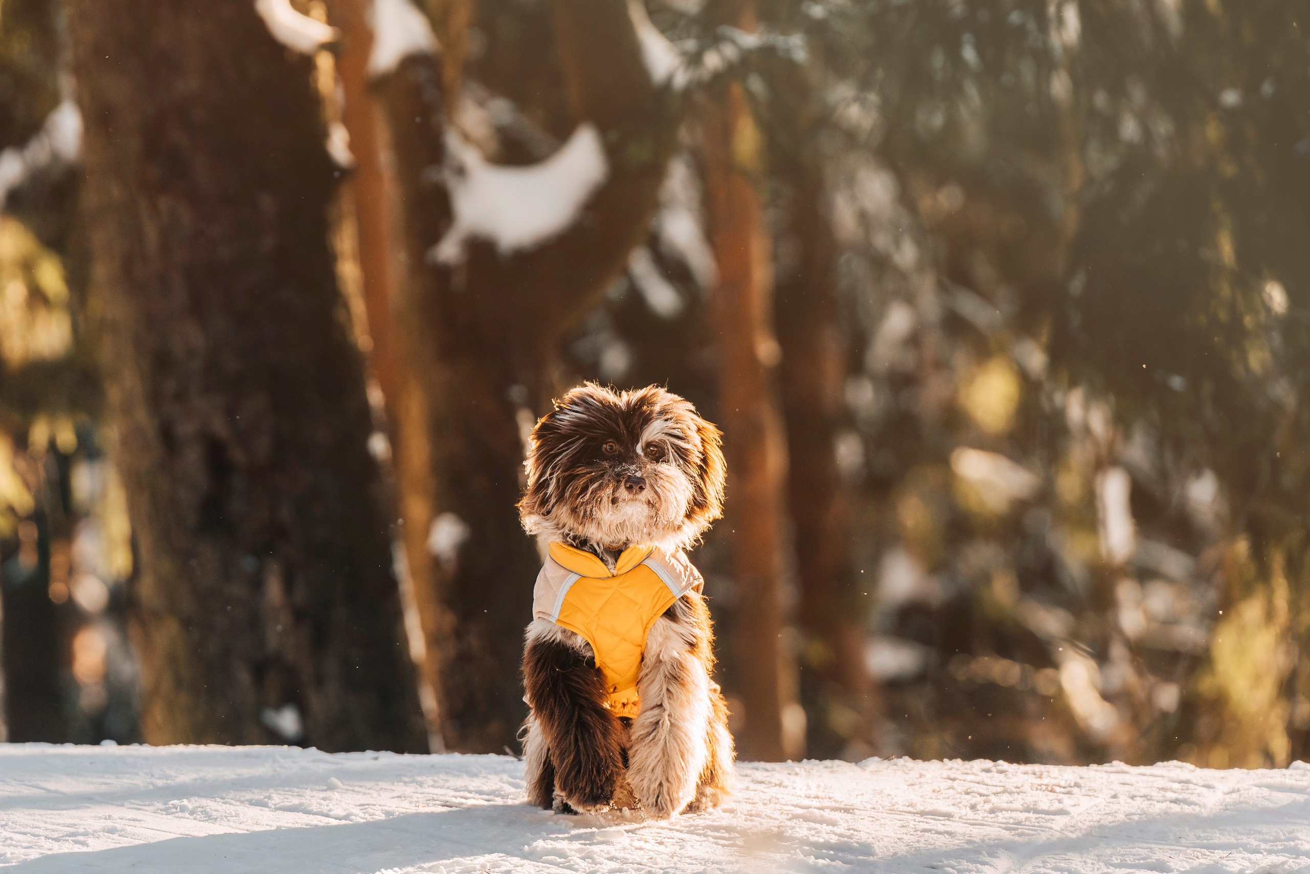 Хэйзел и её семья. Фотограф анималист в Спб недорого Олеся Майорова