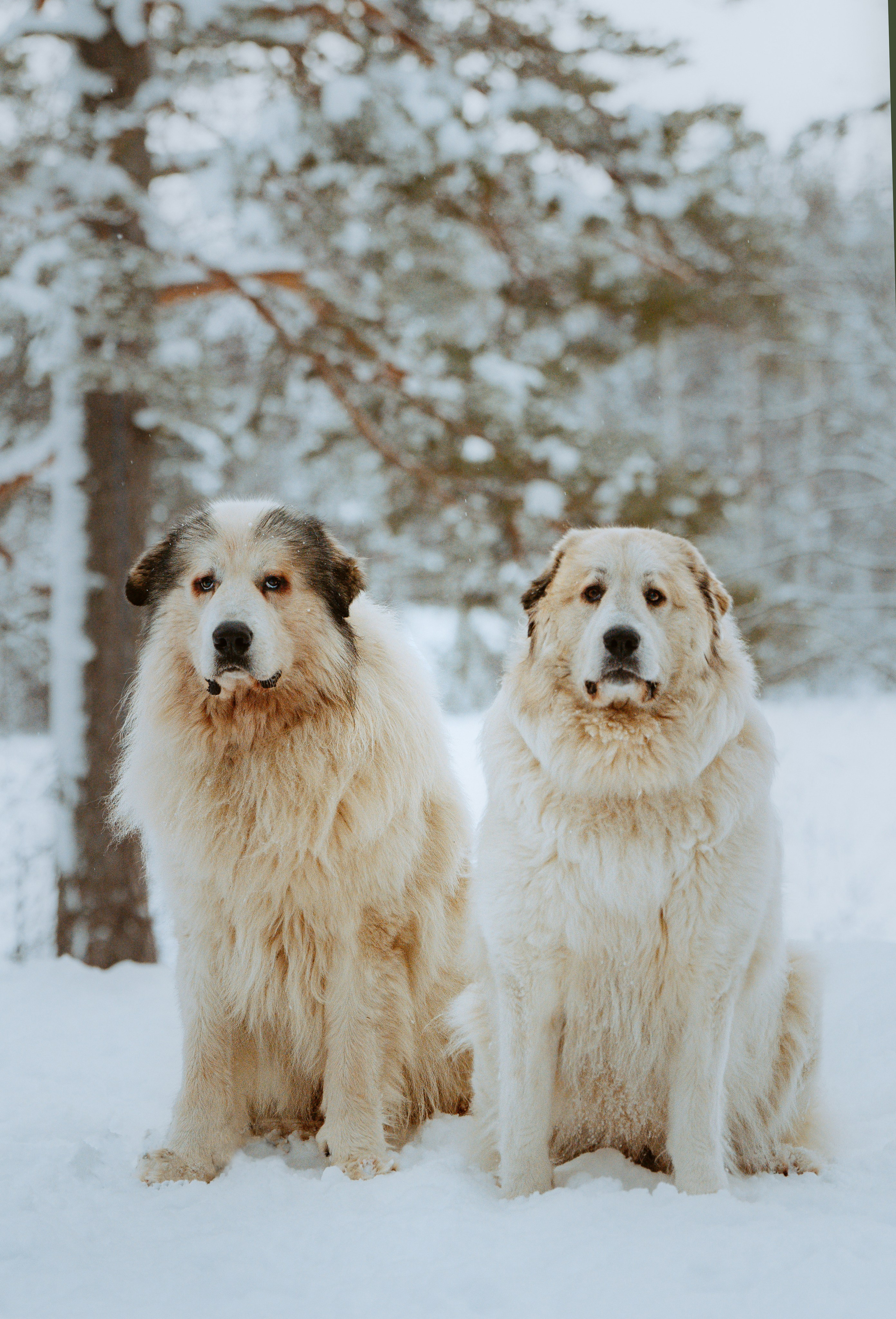 Фотограф питомцев в Санкт-Петербурге. Фотограф анималист в Спб недорого Олеся Майорова