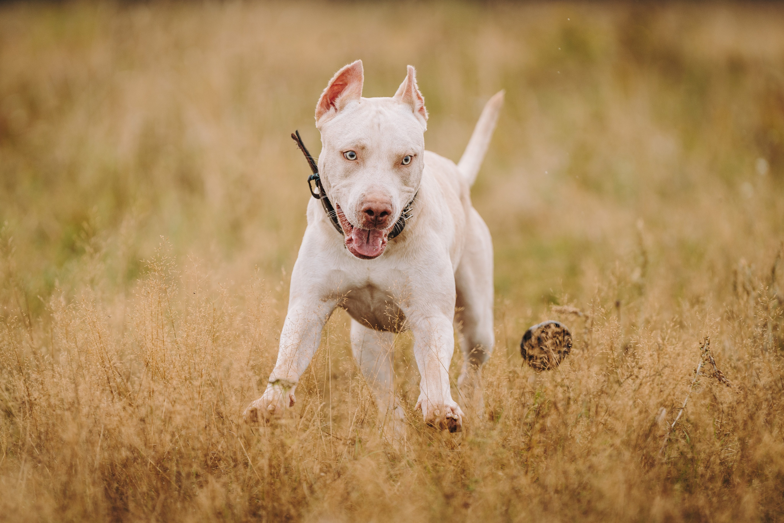 Оля и Гламур. Фотограф анималист в Спб недорого Олеся Майорова