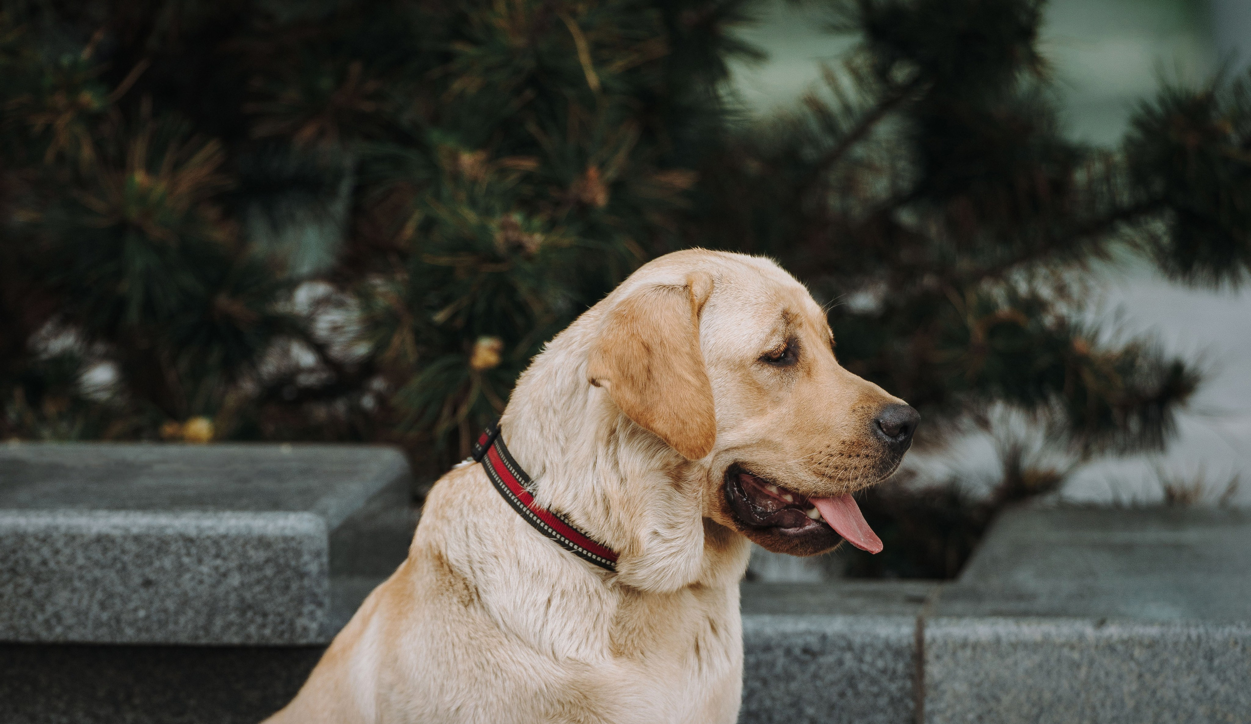 Лабрадоры питомника IRISLAV. Фотограф анималист в Спб недорого Олеся Майорова