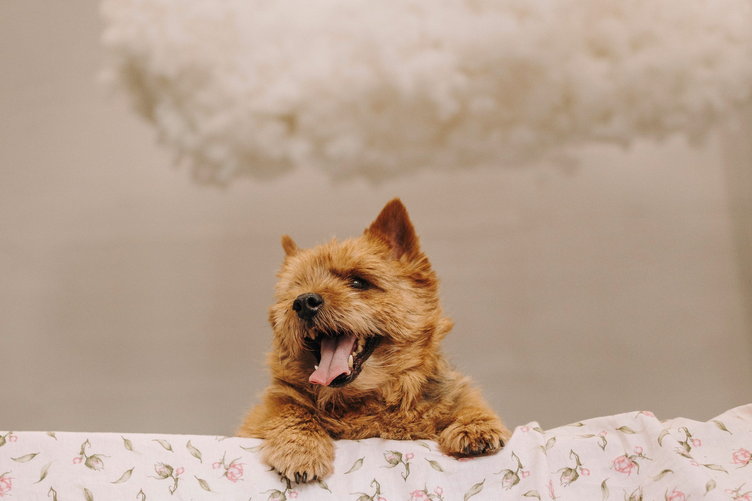 Маша и Рамси. Фотограф анималист в Спб недорого Олеся Майорова