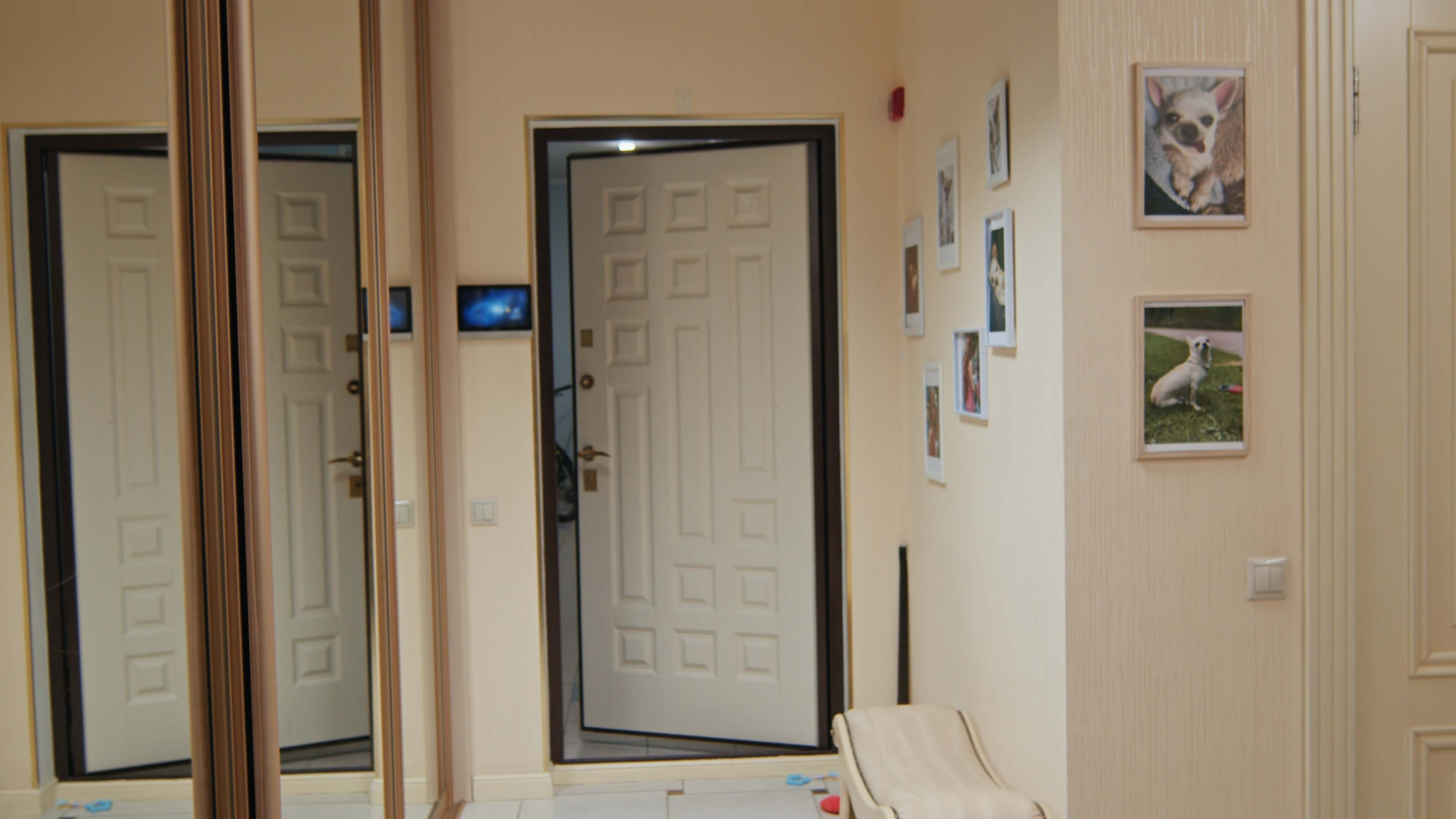 Короткометражный фильм о четвероногом друге. Цветокоррекция видео