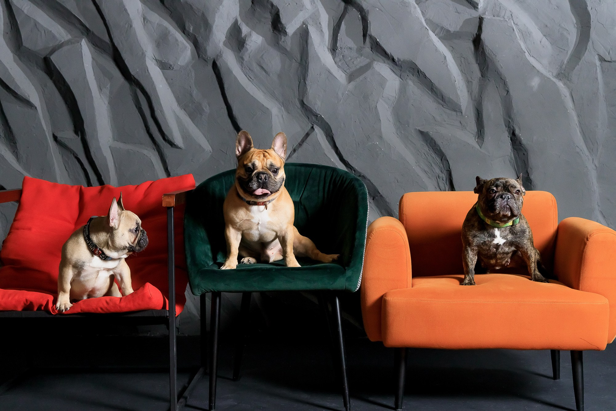 Семейная фотосессия с питомцами в студии. Фотограф в Саратове Ольга Мазлова