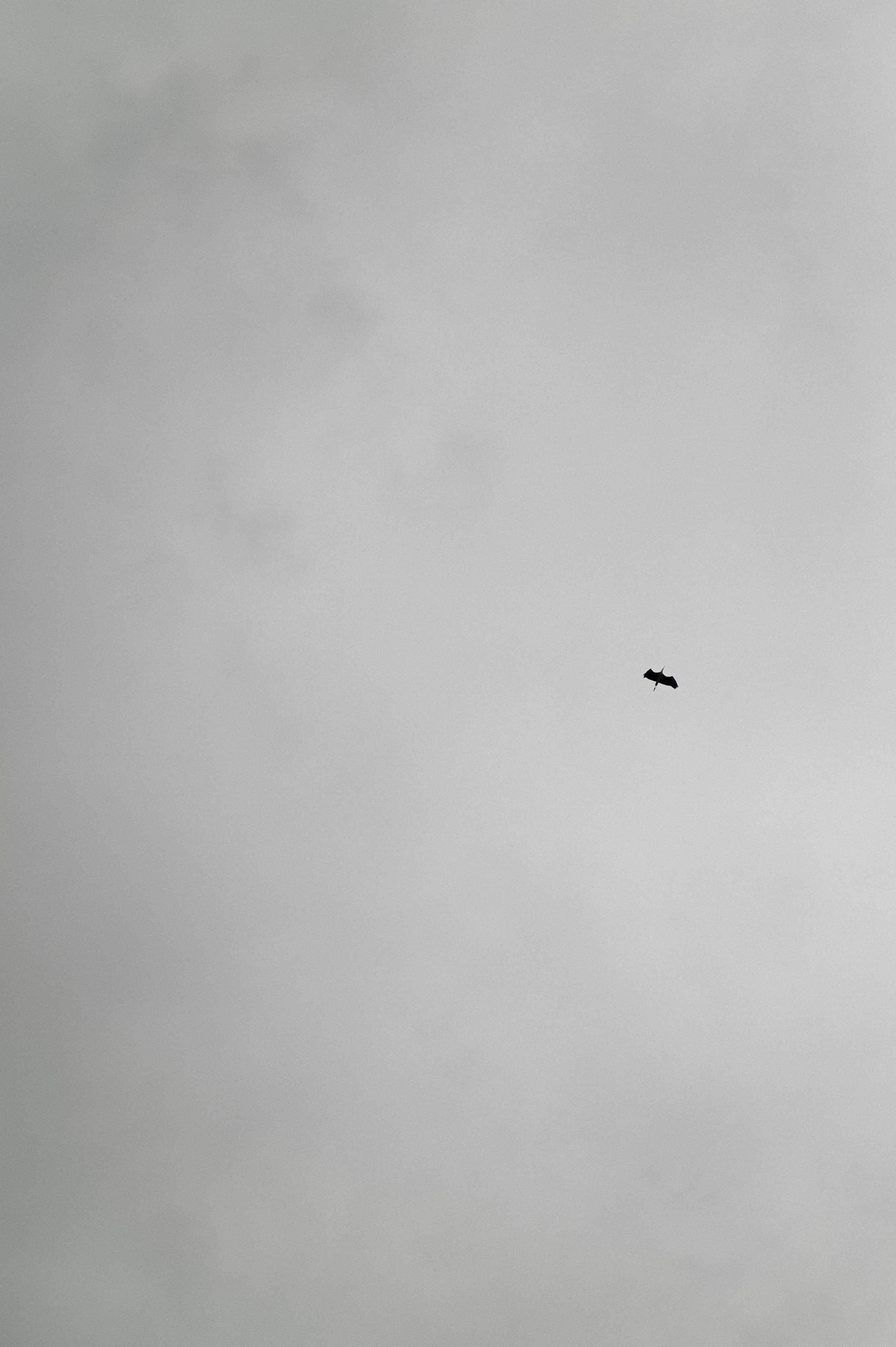 Александр и Мария. Свадебный фотограф Евгения Черепанова