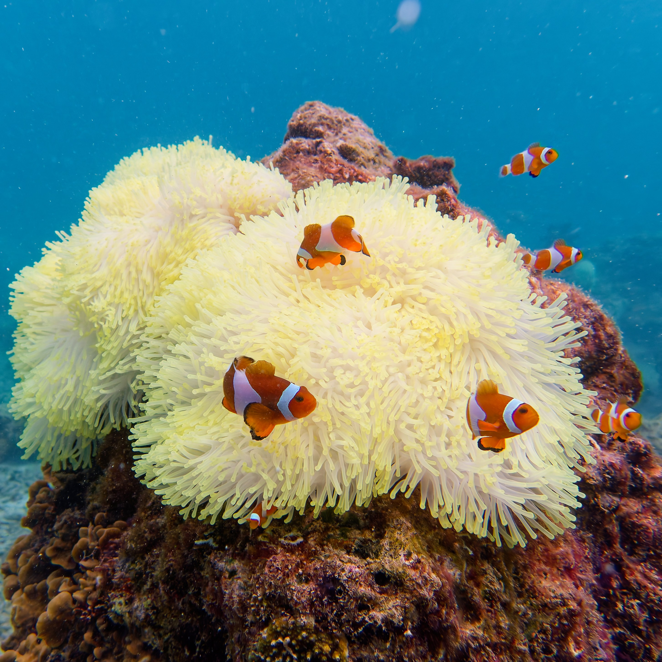 Мне посмотреть. Рыбов показываю