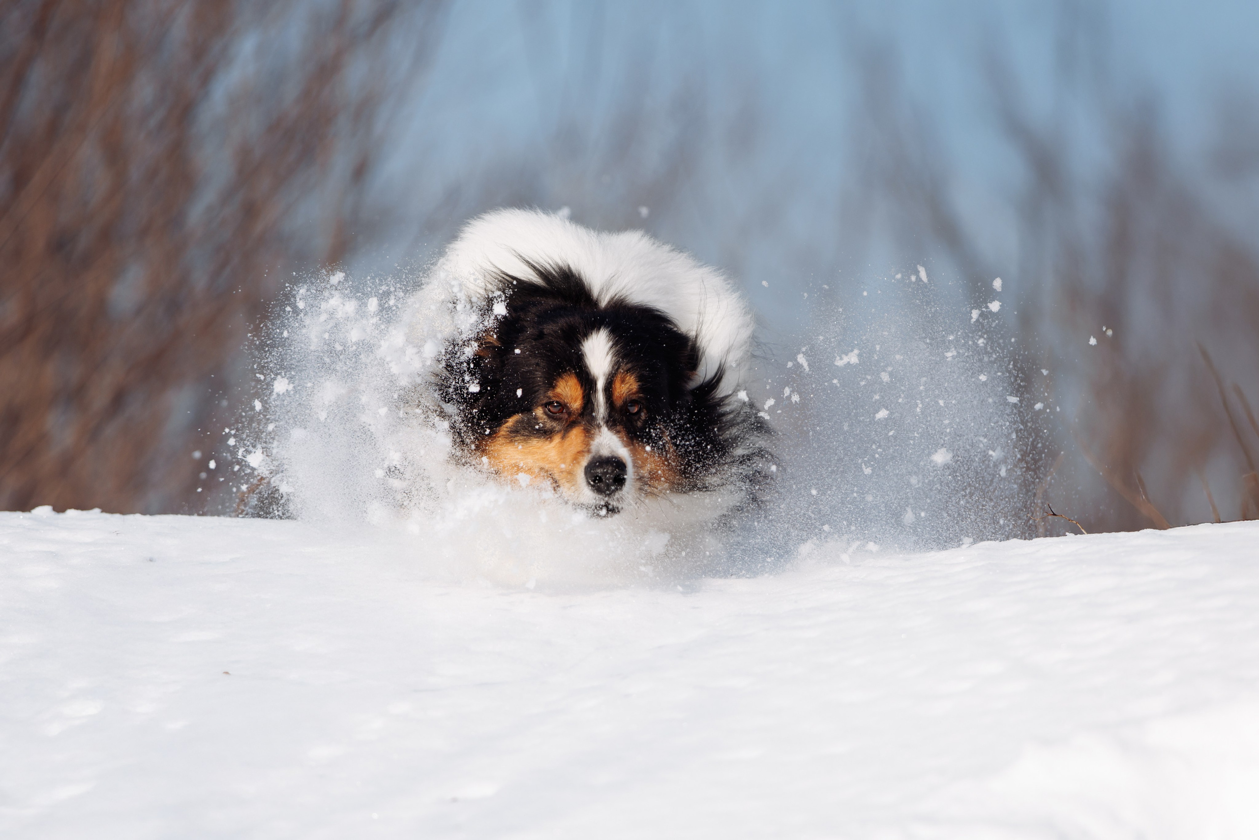 Яркий январь. О нас