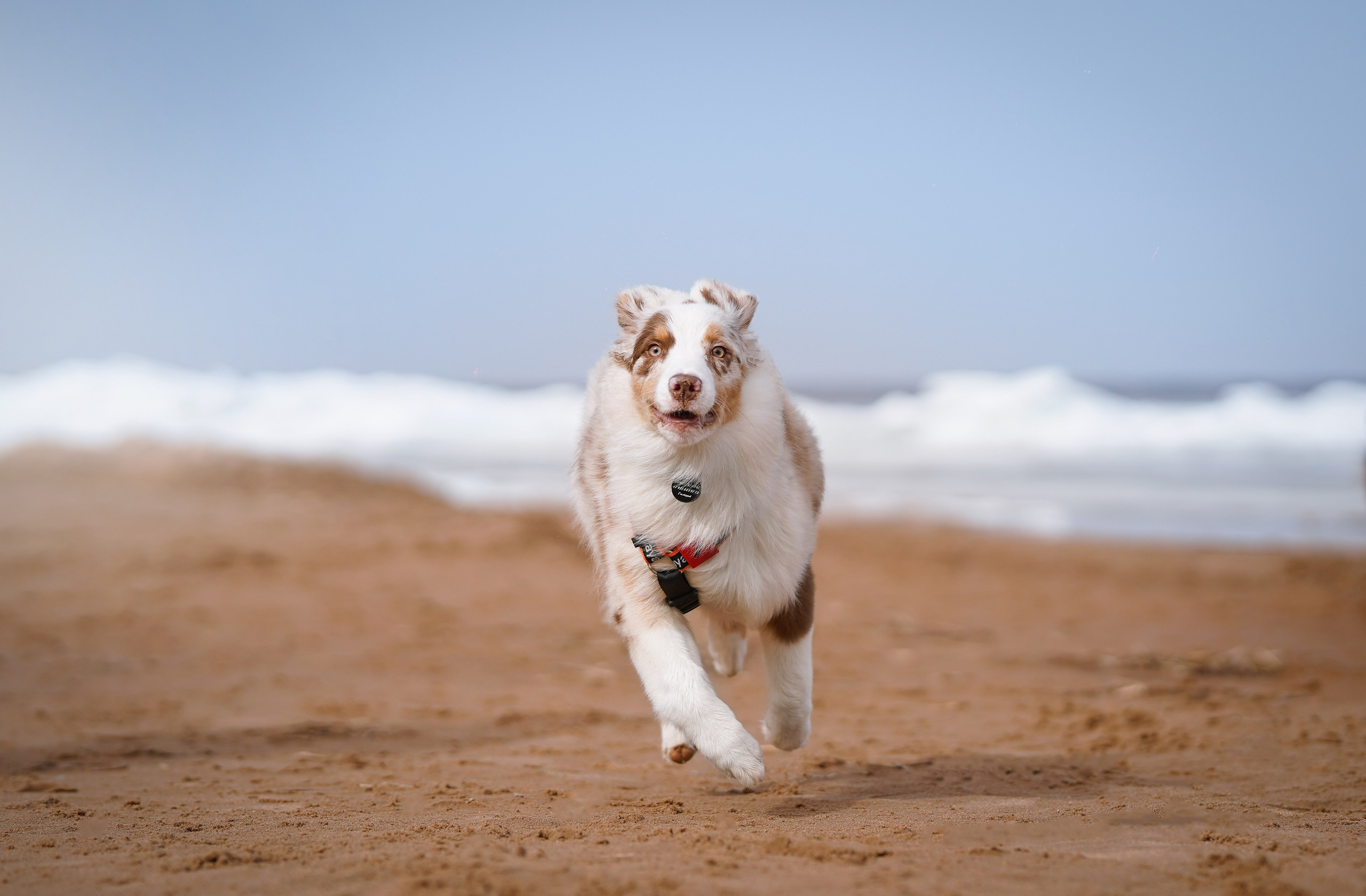 Аусси на Ладоге. Фотограф-анималист в Санкт-Петербурге Яна Мартынова