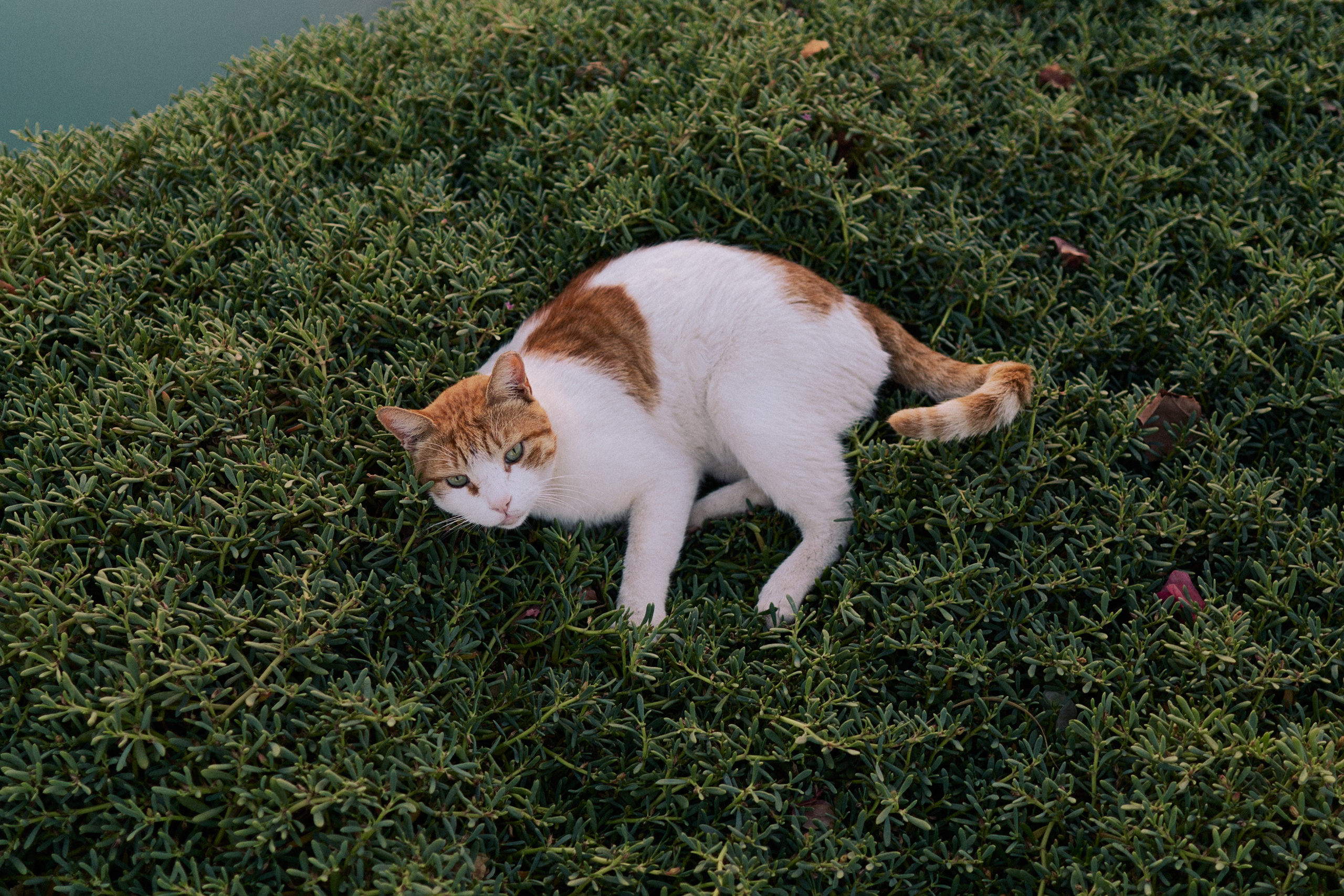 Другое 3. Jorgis Talè — photographer, kind person, teacher of arts and other mag