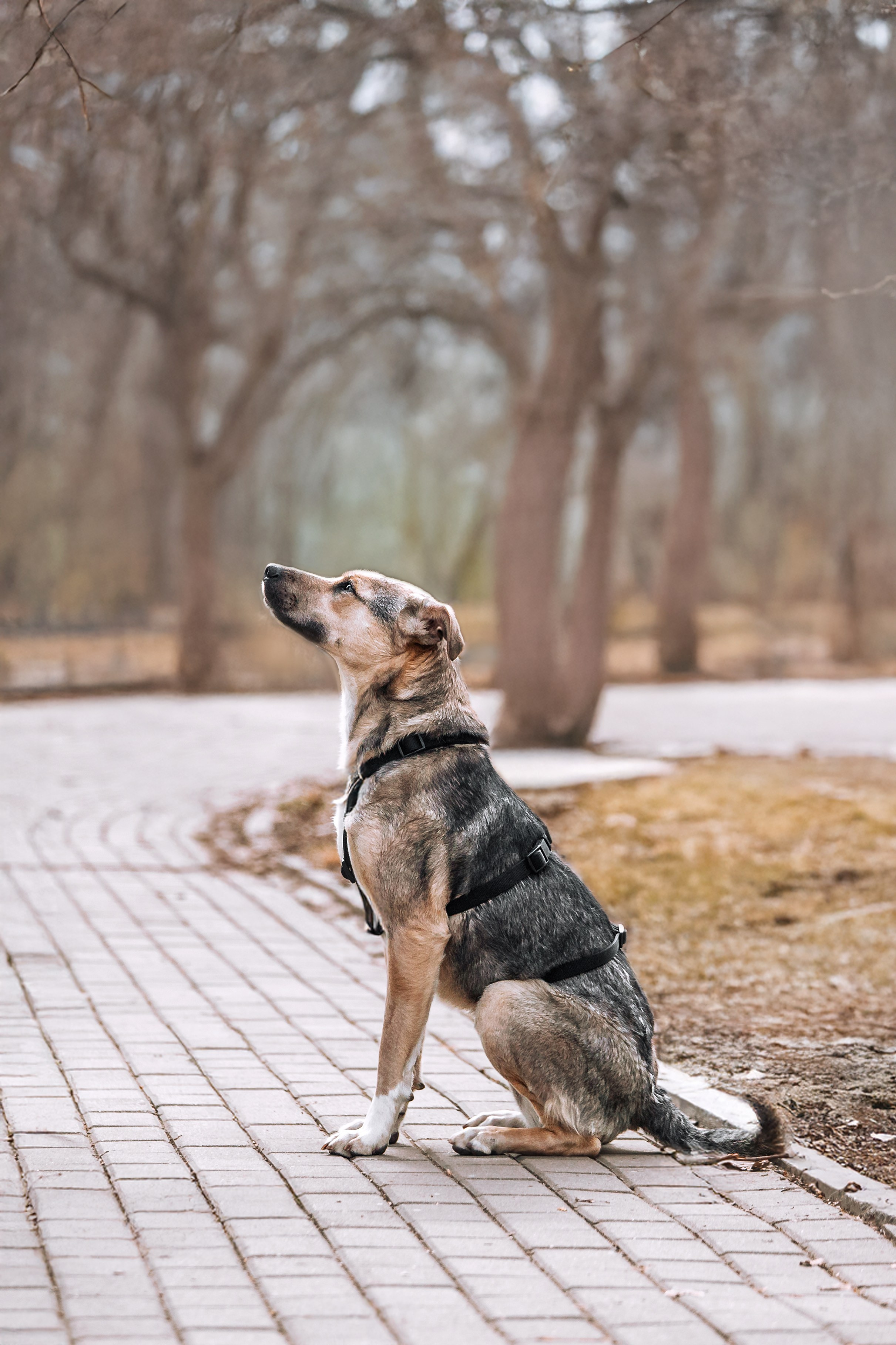 Собаки из приюта Дубовая роща весна 2025. Фотограф-анималист Татьяна Степанова