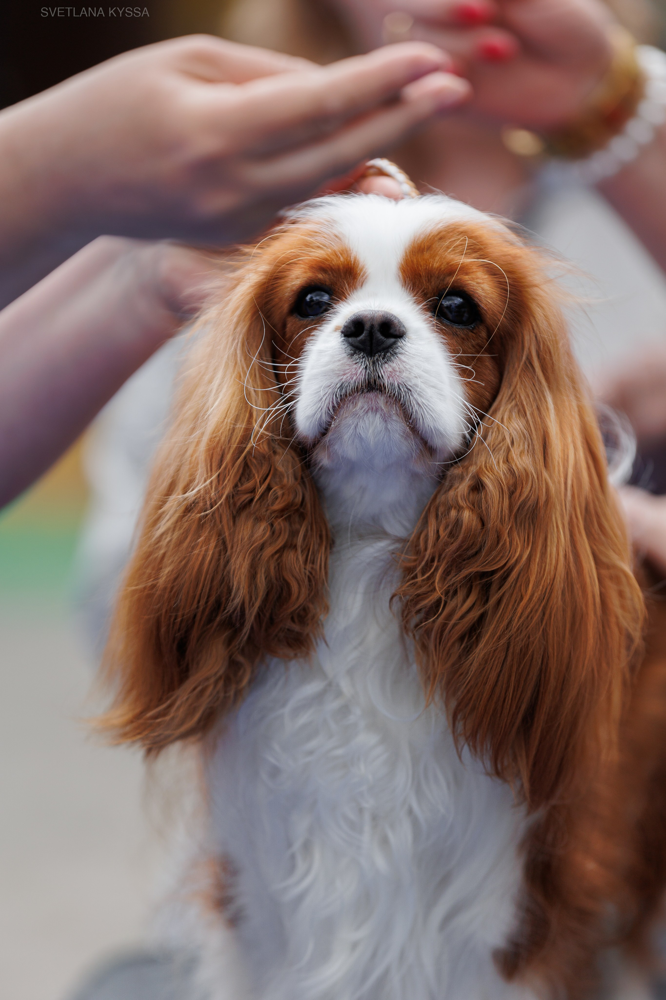 Фото с выставки собак. Фотограф — анималист Светлана Кысса|фотограф собак в Краснодаре и Нижнем Новгороде
