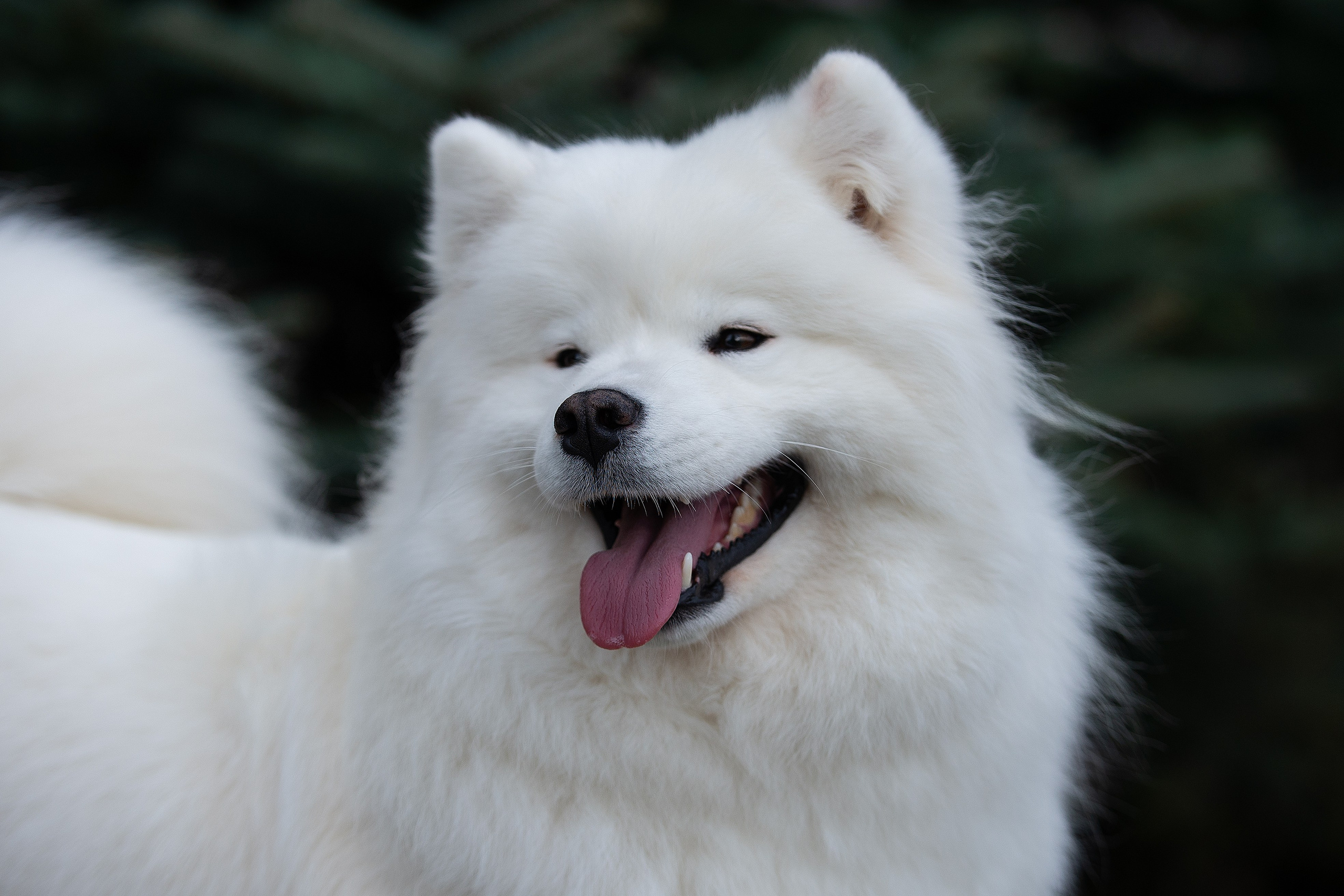 Собаки питомника Версаль. Творческий фотограф Вологда