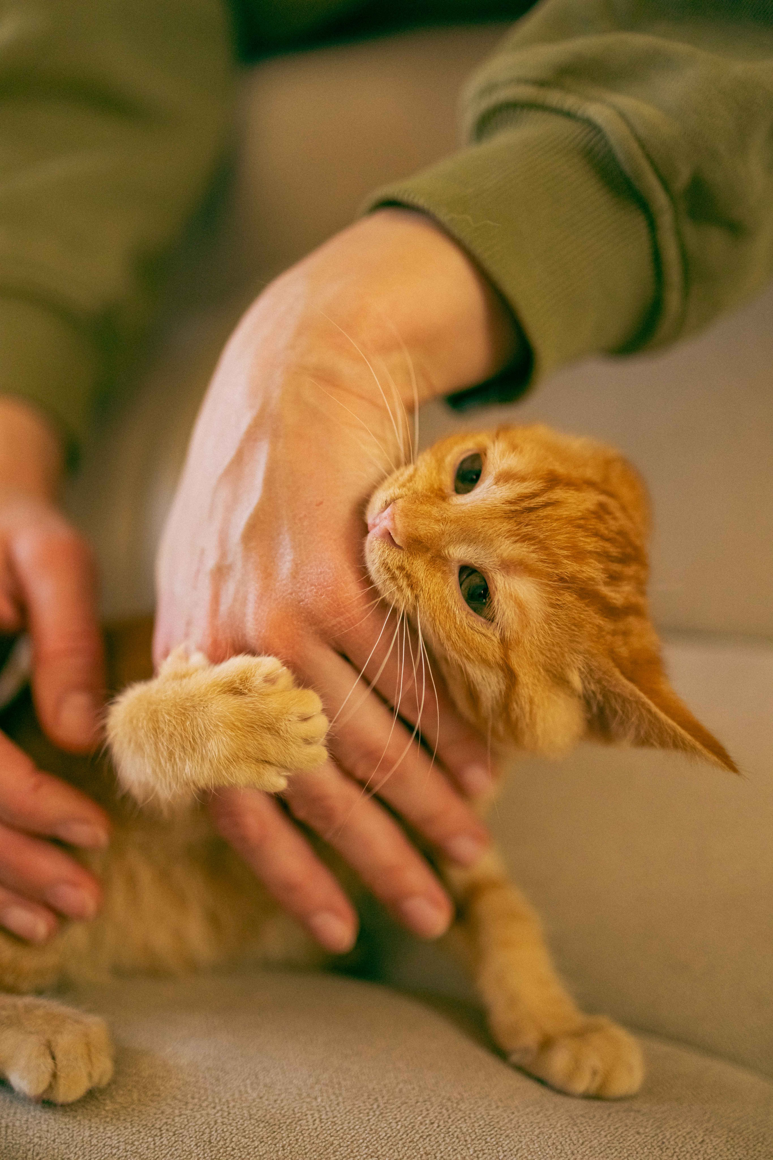 Кускус. Фотограф-анималист в Москве Лера Черноног