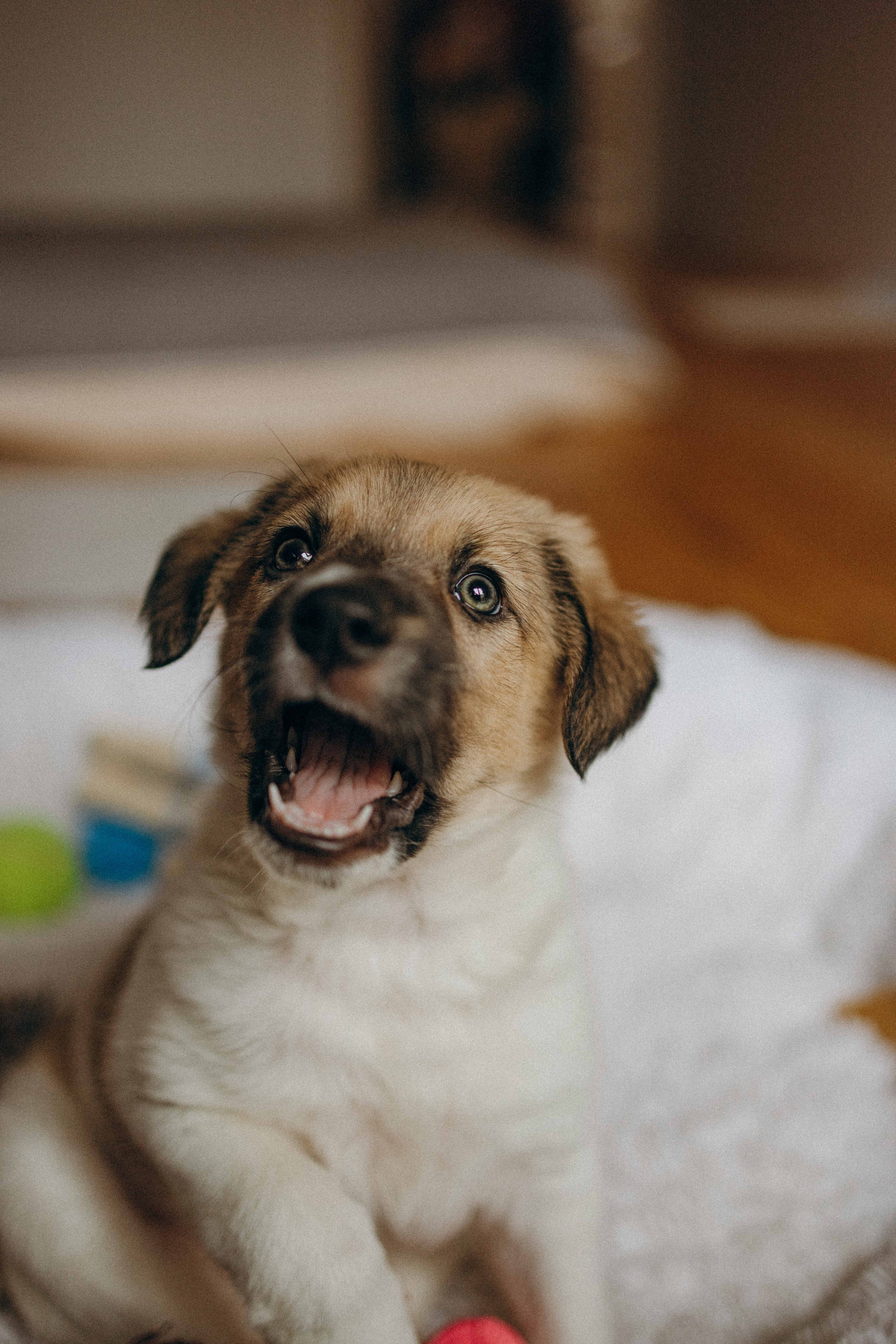 Щеночки. Фотограф-анималист в Москве Лера Черноног