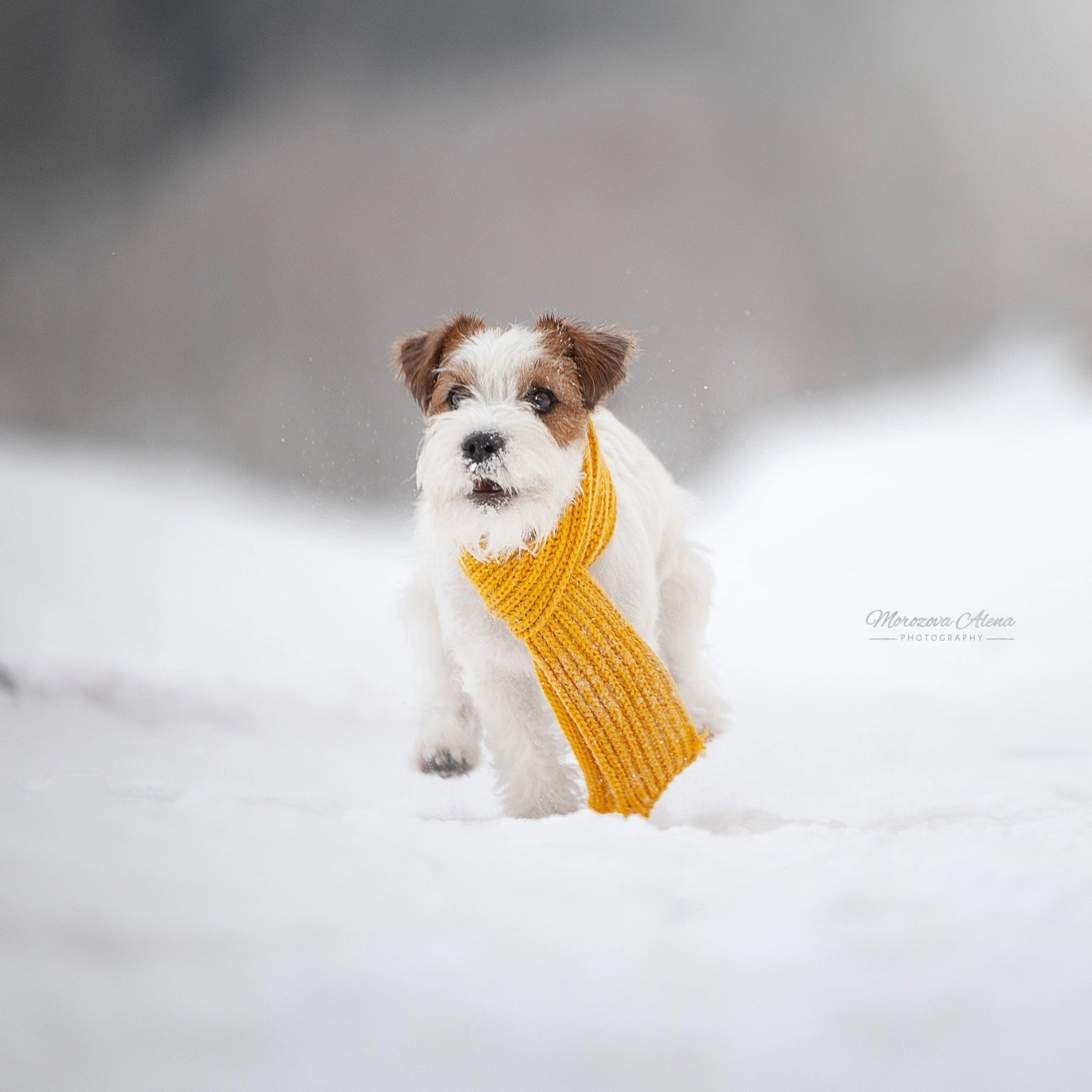 Фотогалерея. Джек Рассел терьер. Санкт-Петербург. Щенки Джек Рассел терьера