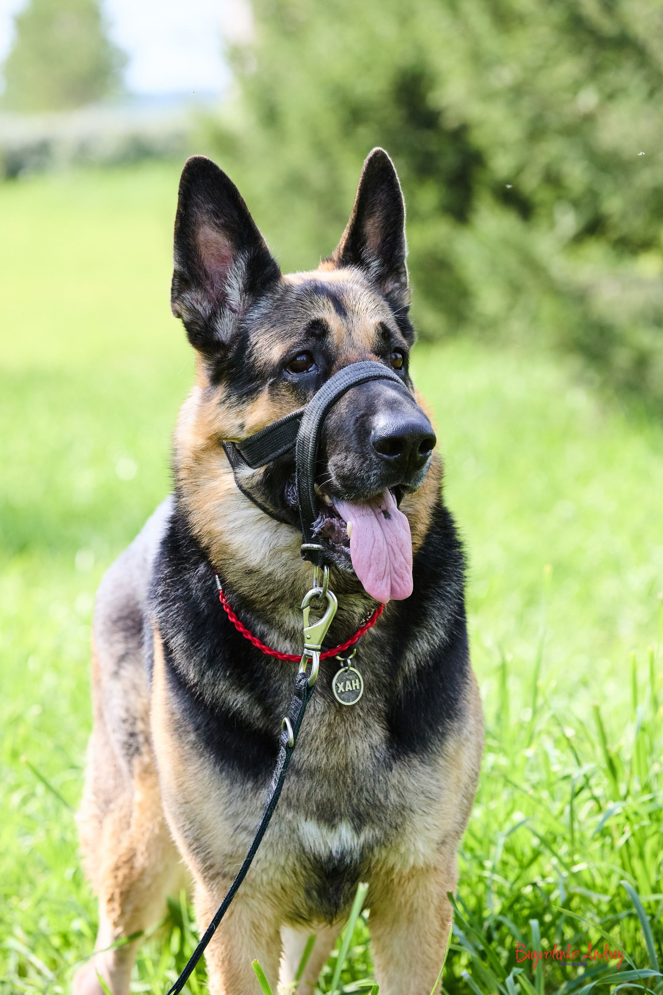 Проект фотопрогулка с хвостиком. Buyvolenko Andrey