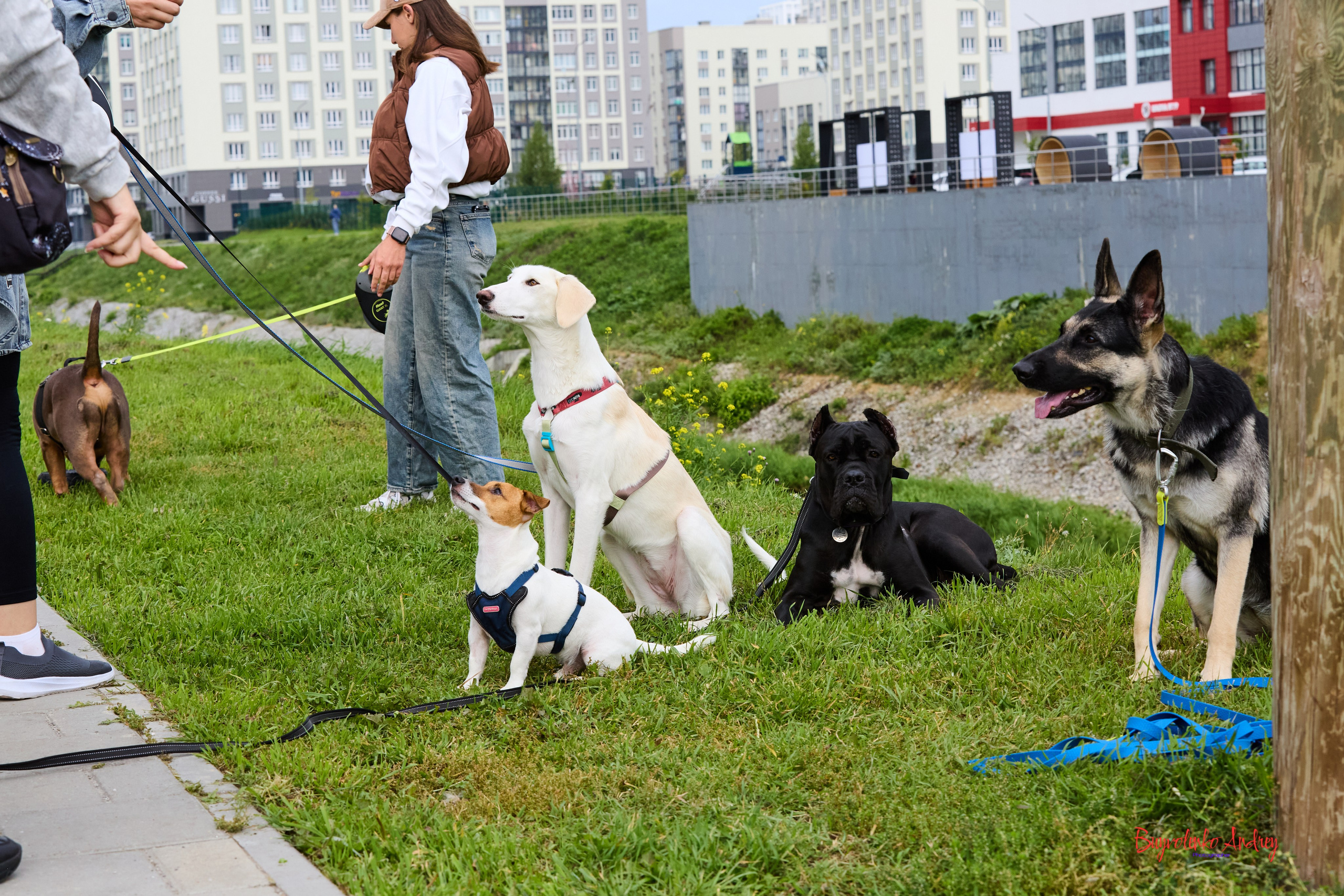 Проект фотопрогулка с хвостиком. Buyvolenko Andrey