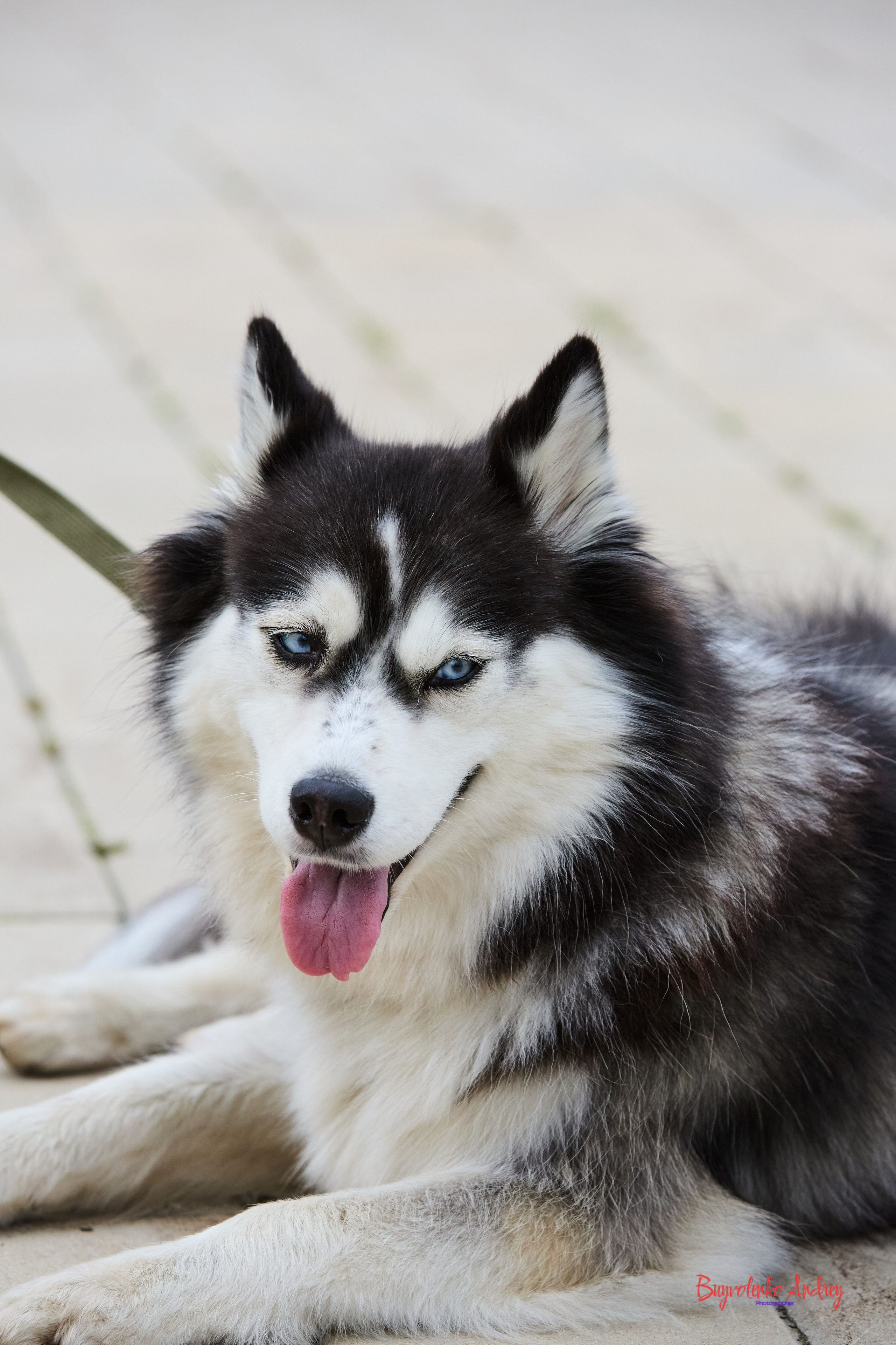 Проект фотопрогулка с хвостиком. Buyvolenko Andrey