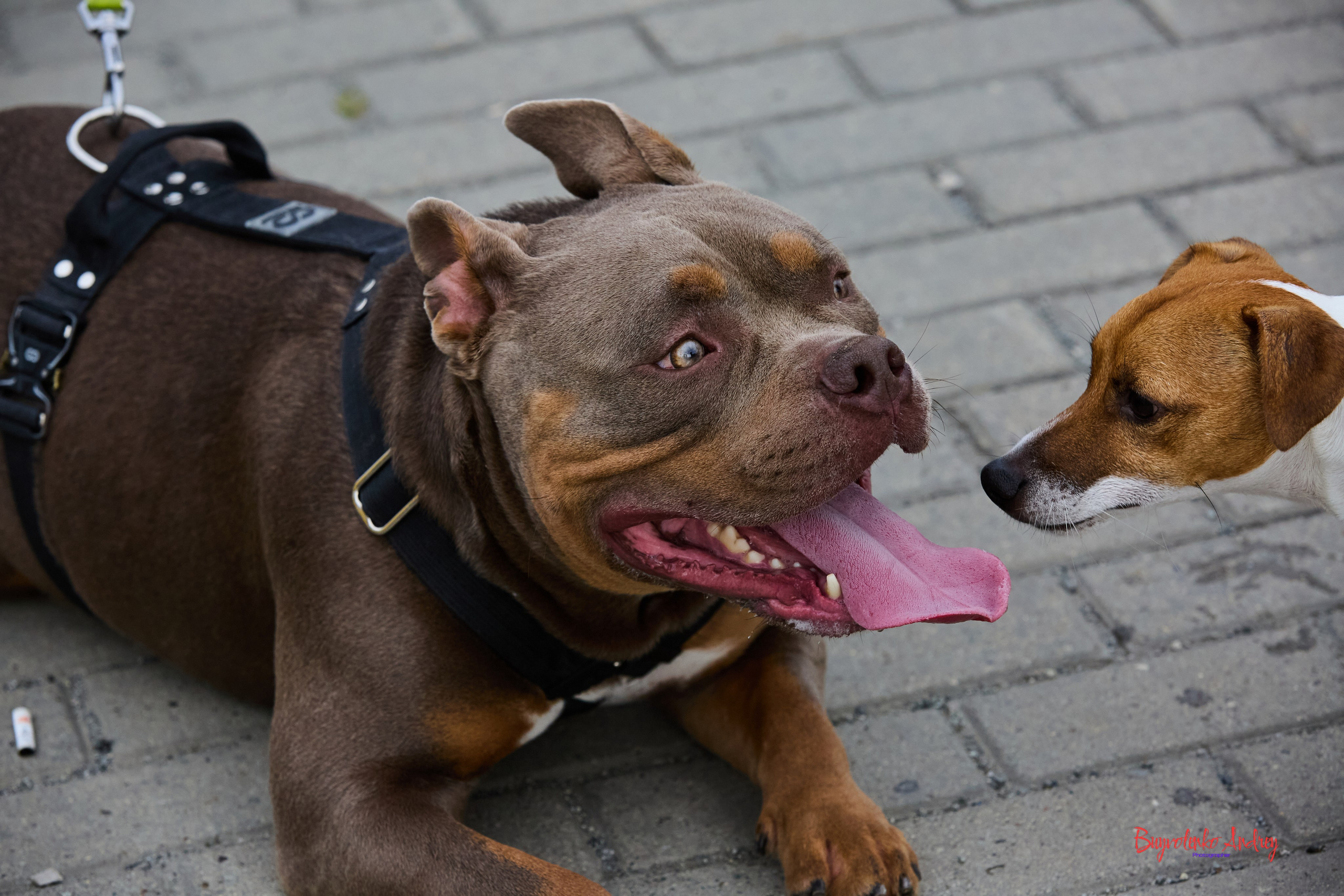 Проект фотопрогулка с хвостиком. Buyvolenko Andrey