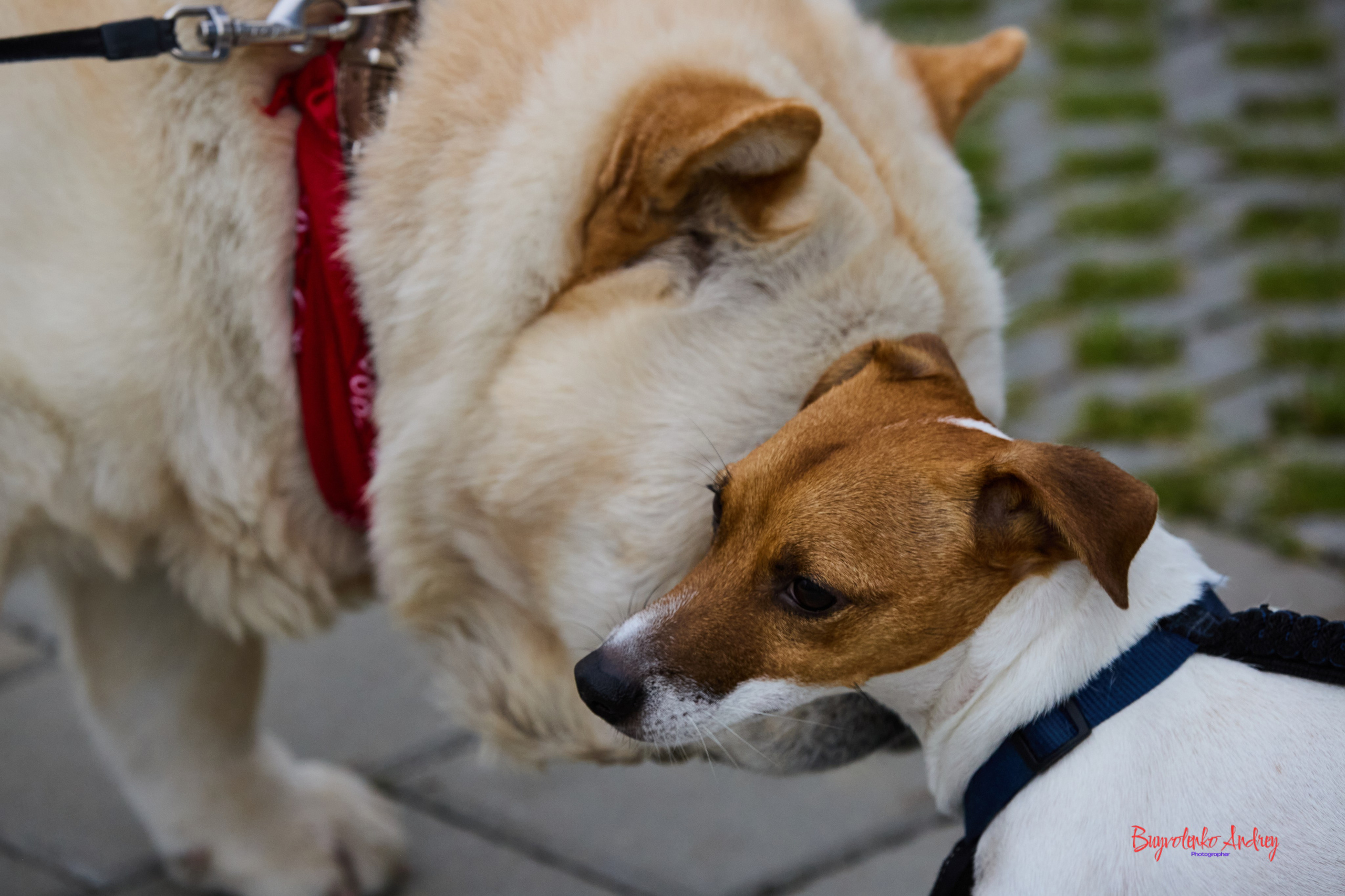 Проект фотопрогулка с хвостиком. Buyvolenko Andrey