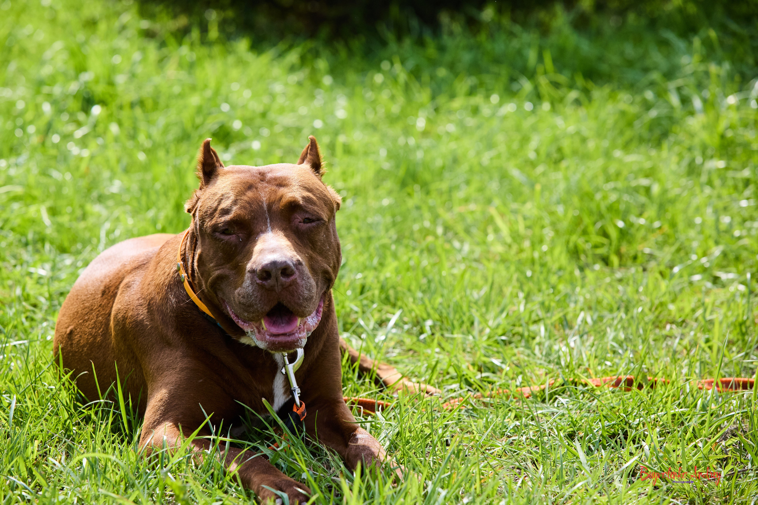 Проект фотопрогулка с хвостиком. Buyvolenko Andrey