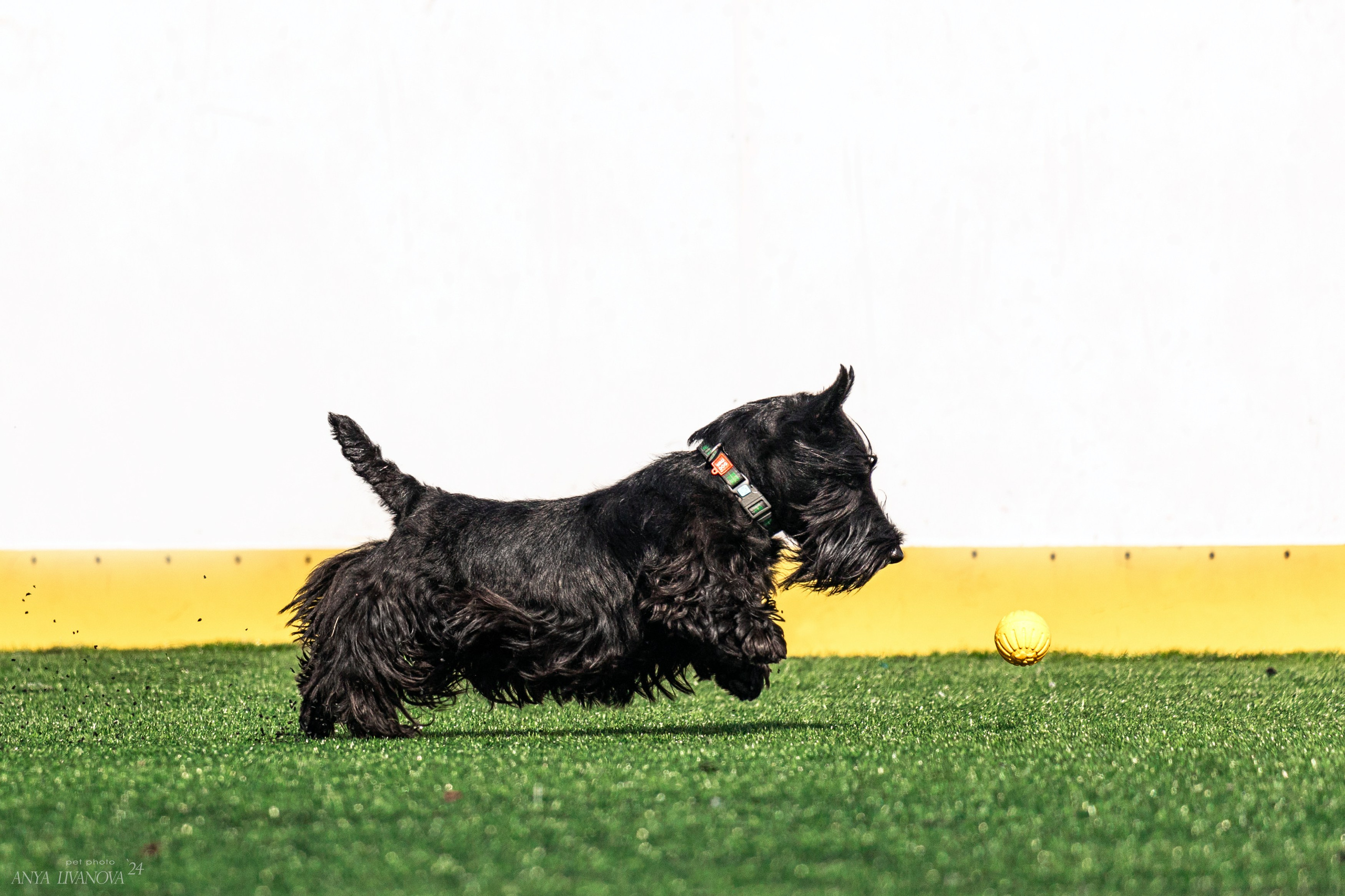 Ралли обидиенс. Фотограф анималист Аня Ливанова | Рыбинск