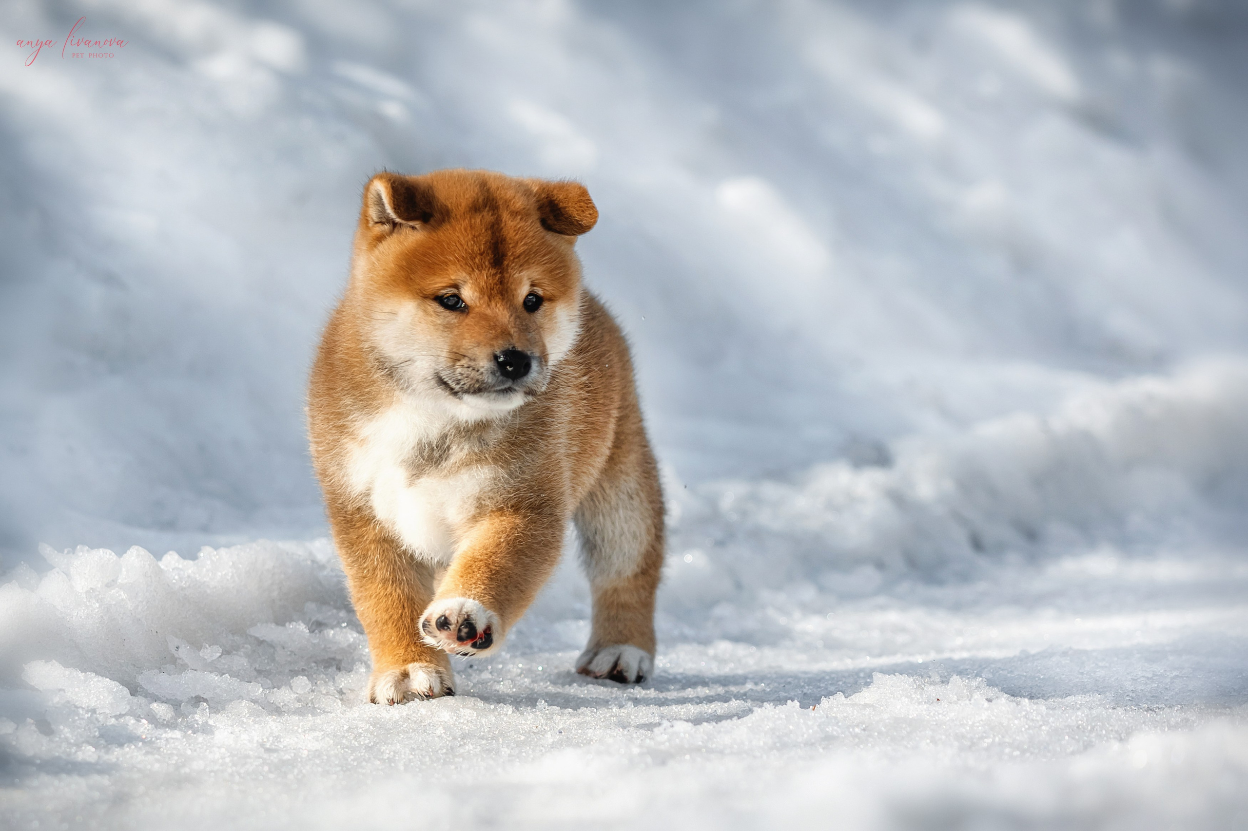 Сибы. Фотограф анималист Аня Ливанова | Рыбинск
