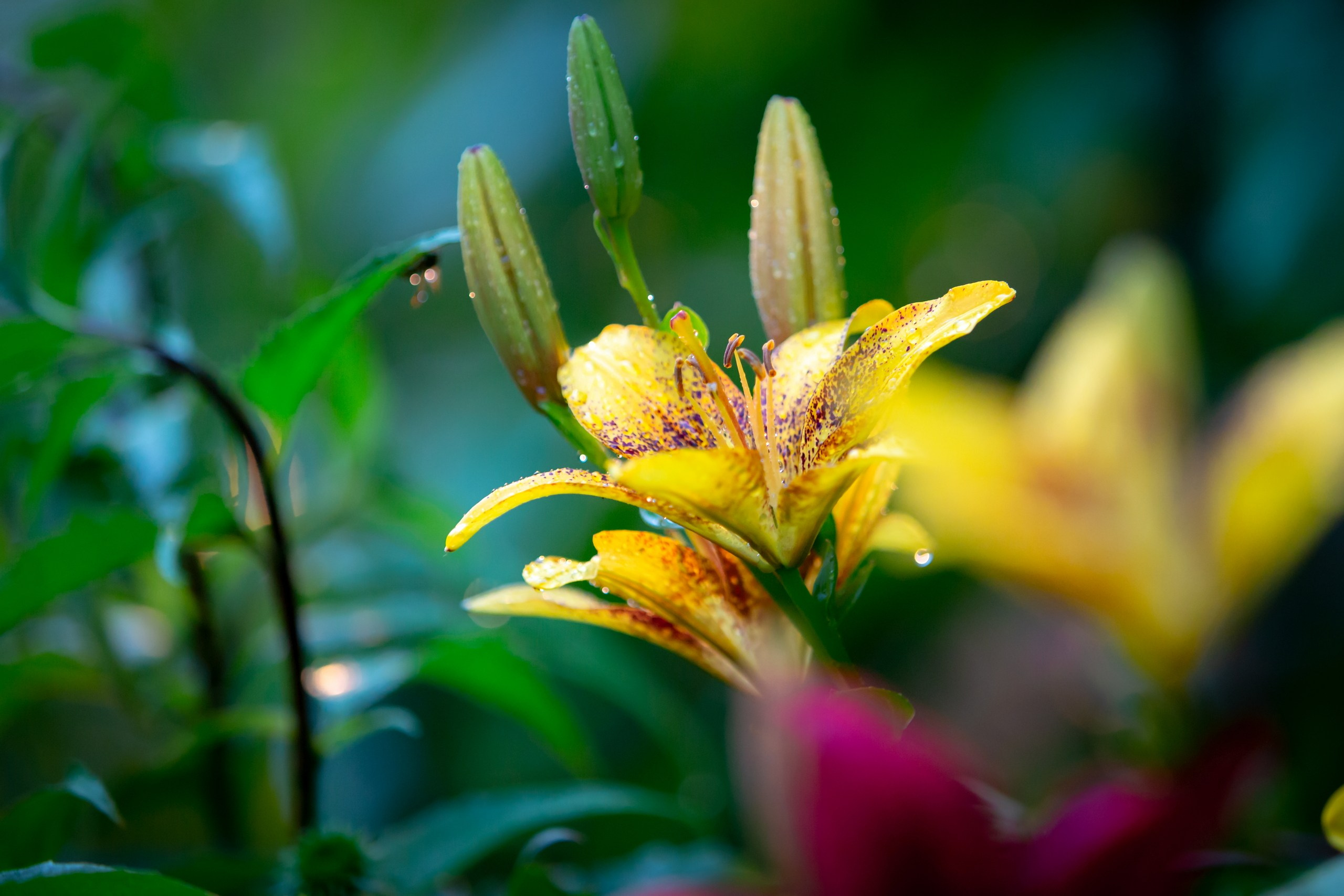 Лютики-цветочки — галерея NATRIEL