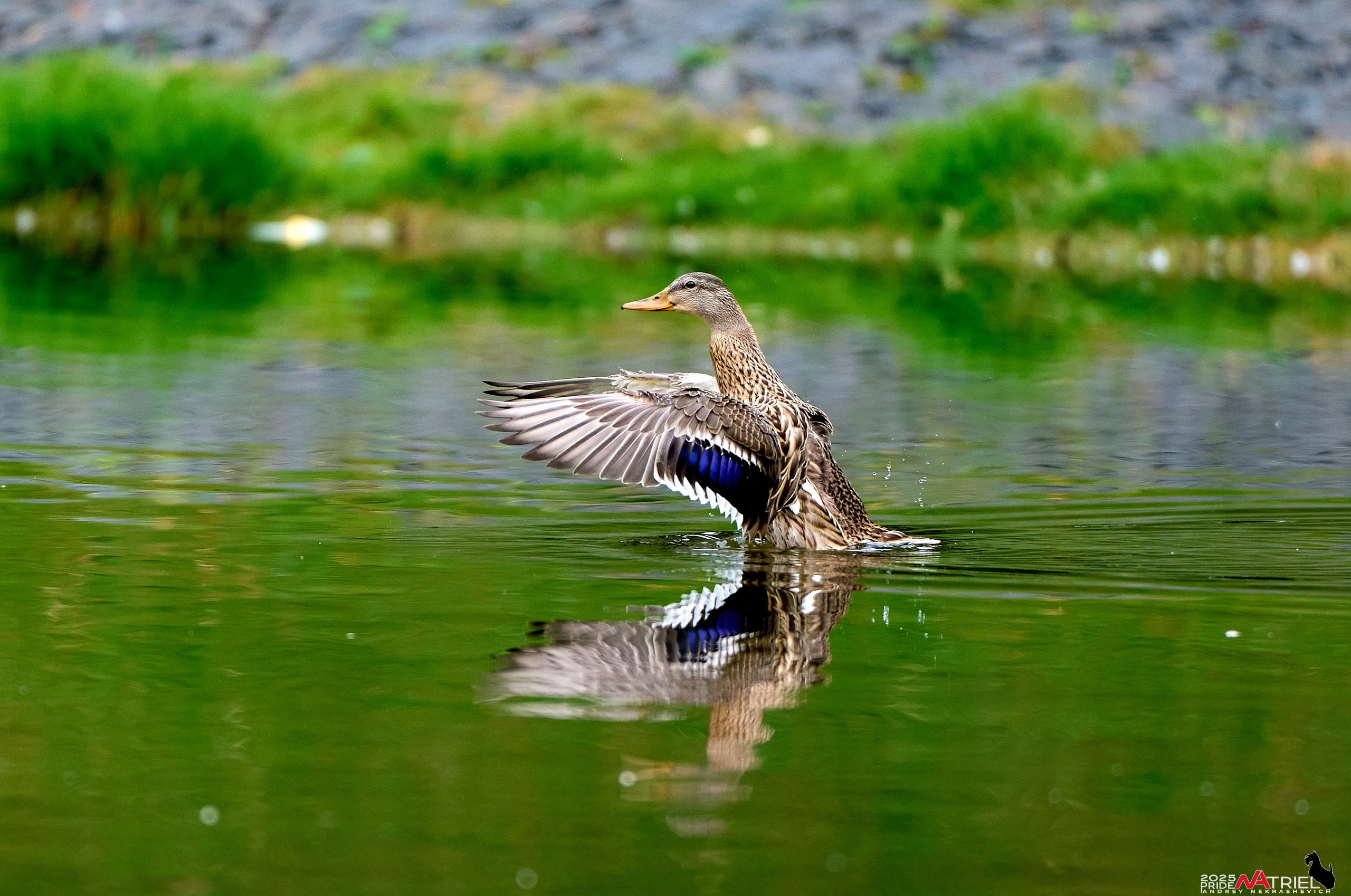 Утки на пруду
