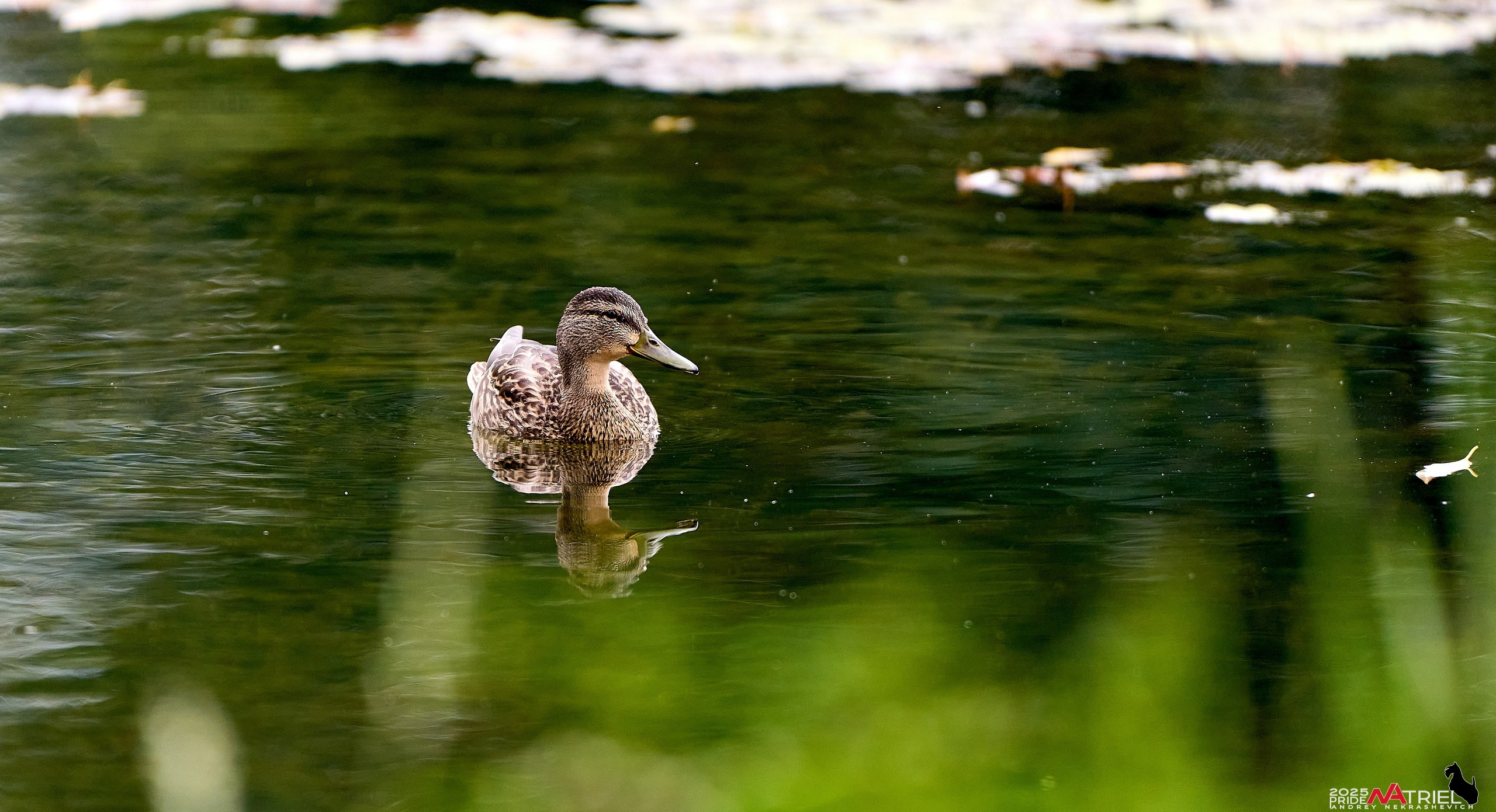 Утки на пруду