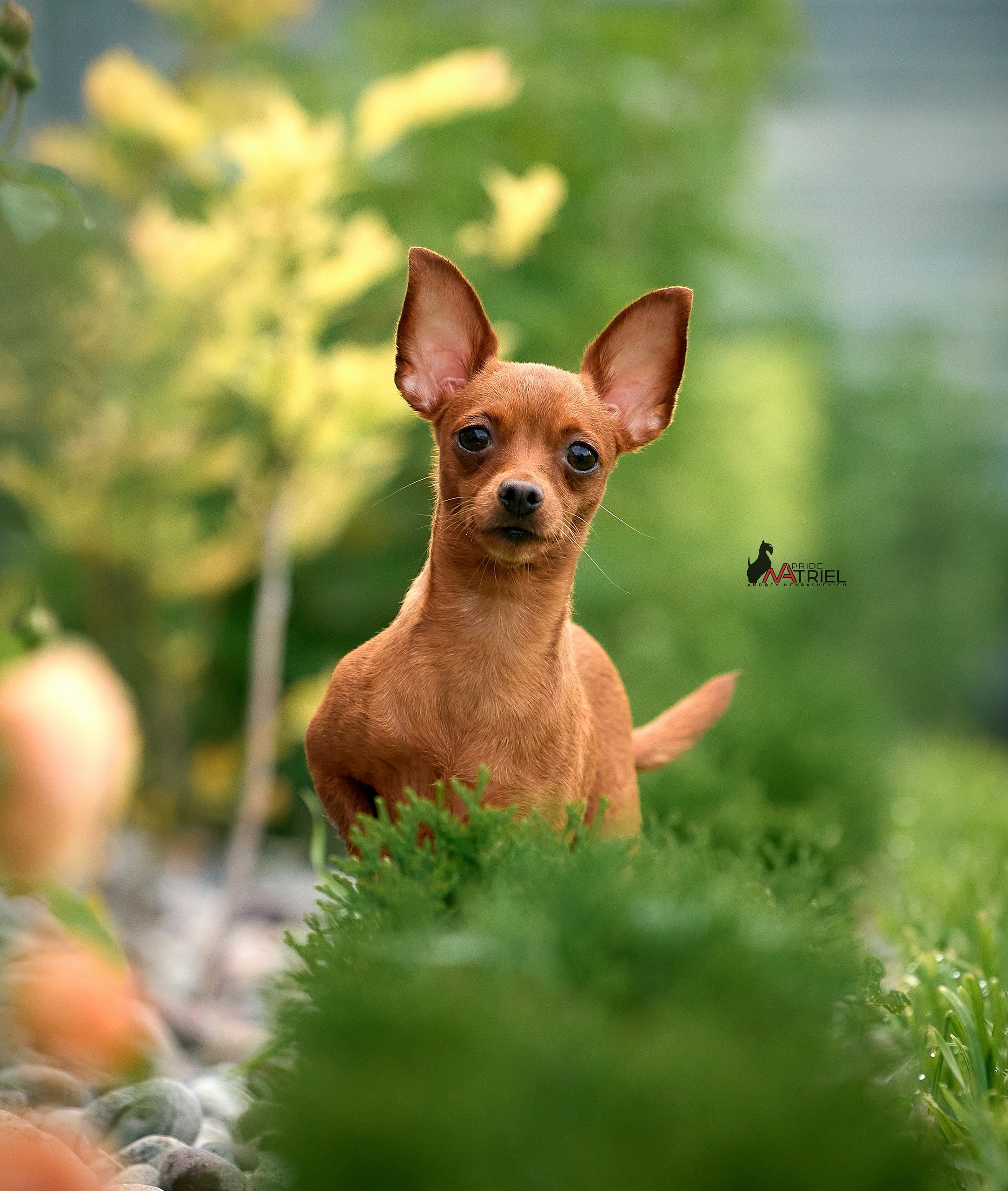 Портреты собак — галерея NATRIEL