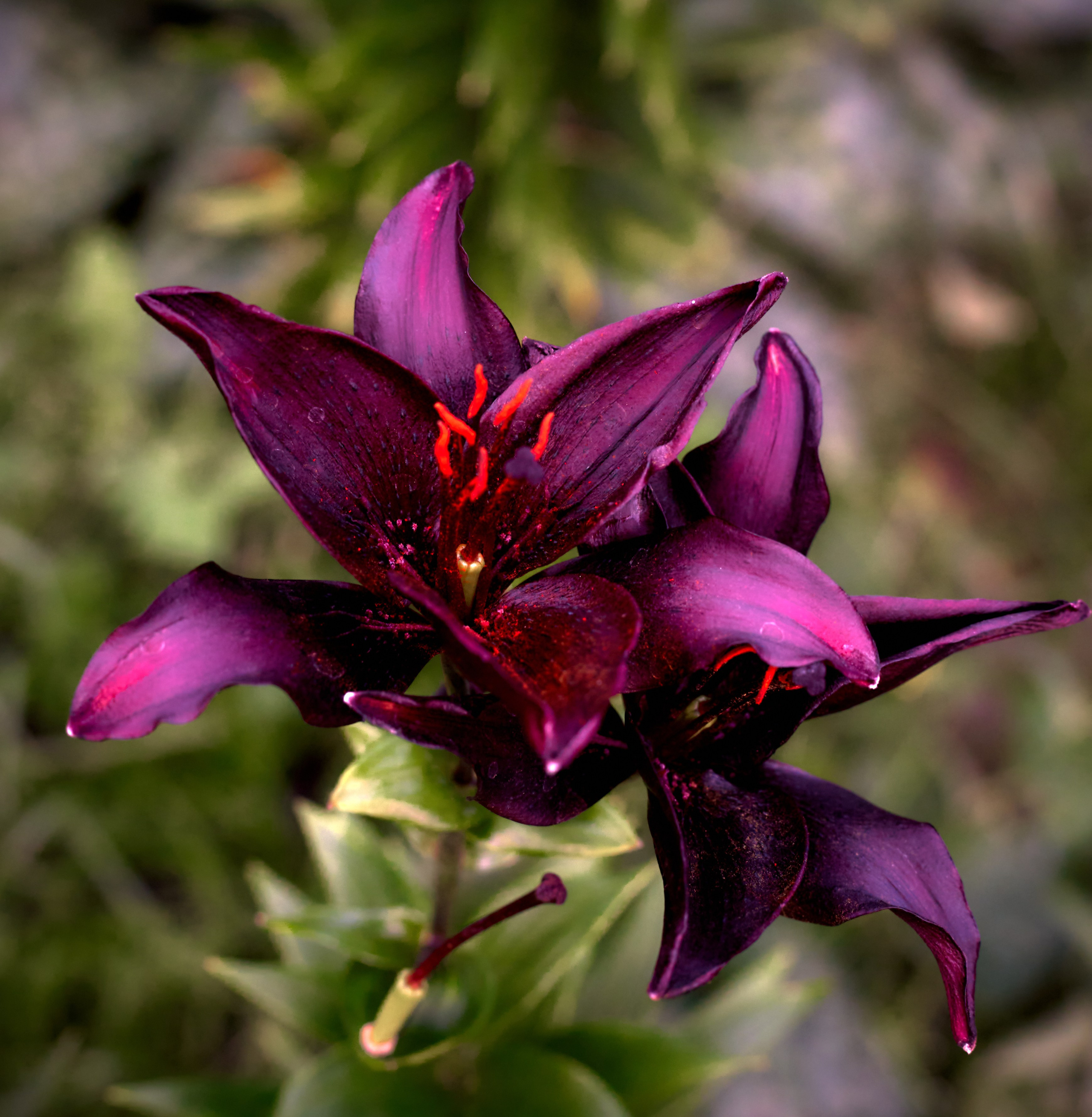 Лютики-цветочки — галерея NATRIEL