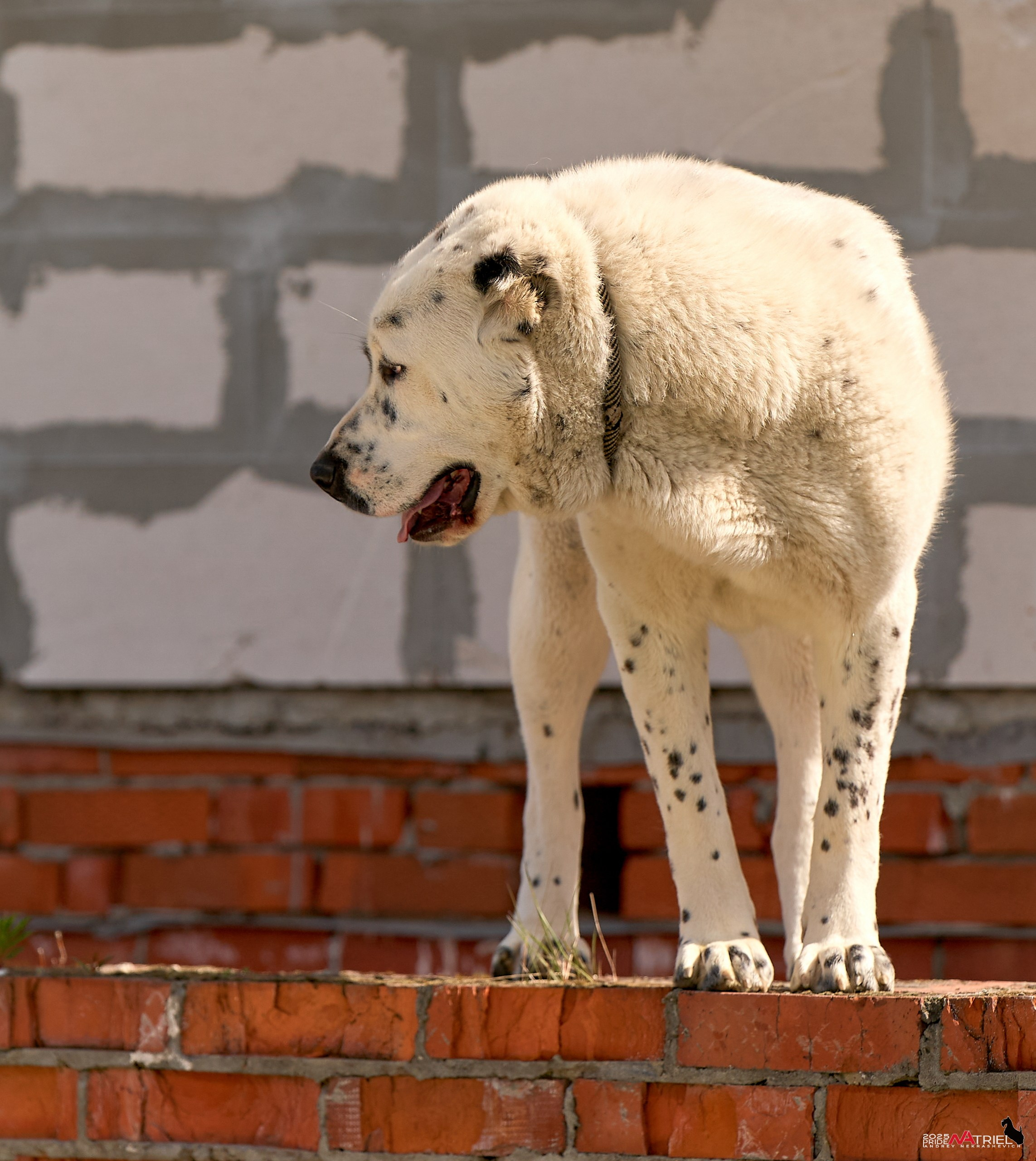 Съемка в питомнике