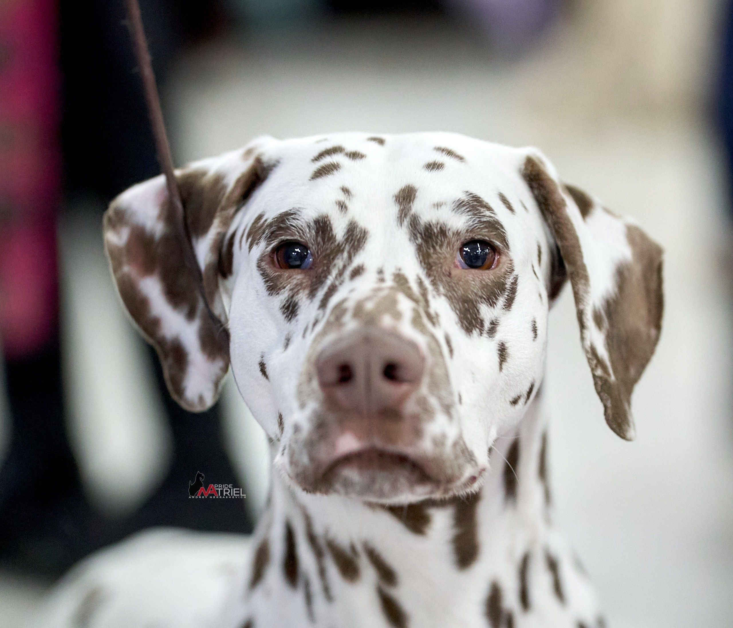 Портреты собак — галерея NATRIEL