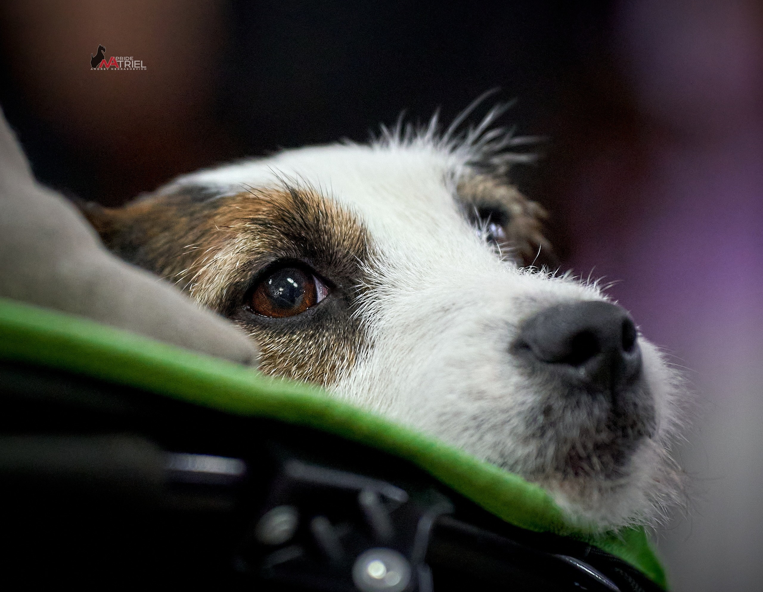 Портреты собак — галерея NATRIEL