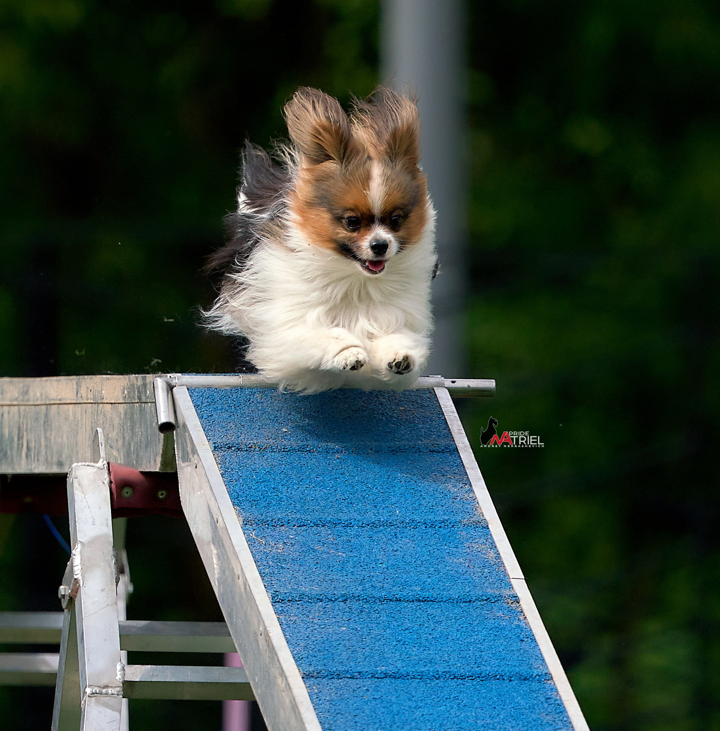 Аджилити — галерея NATRIEL