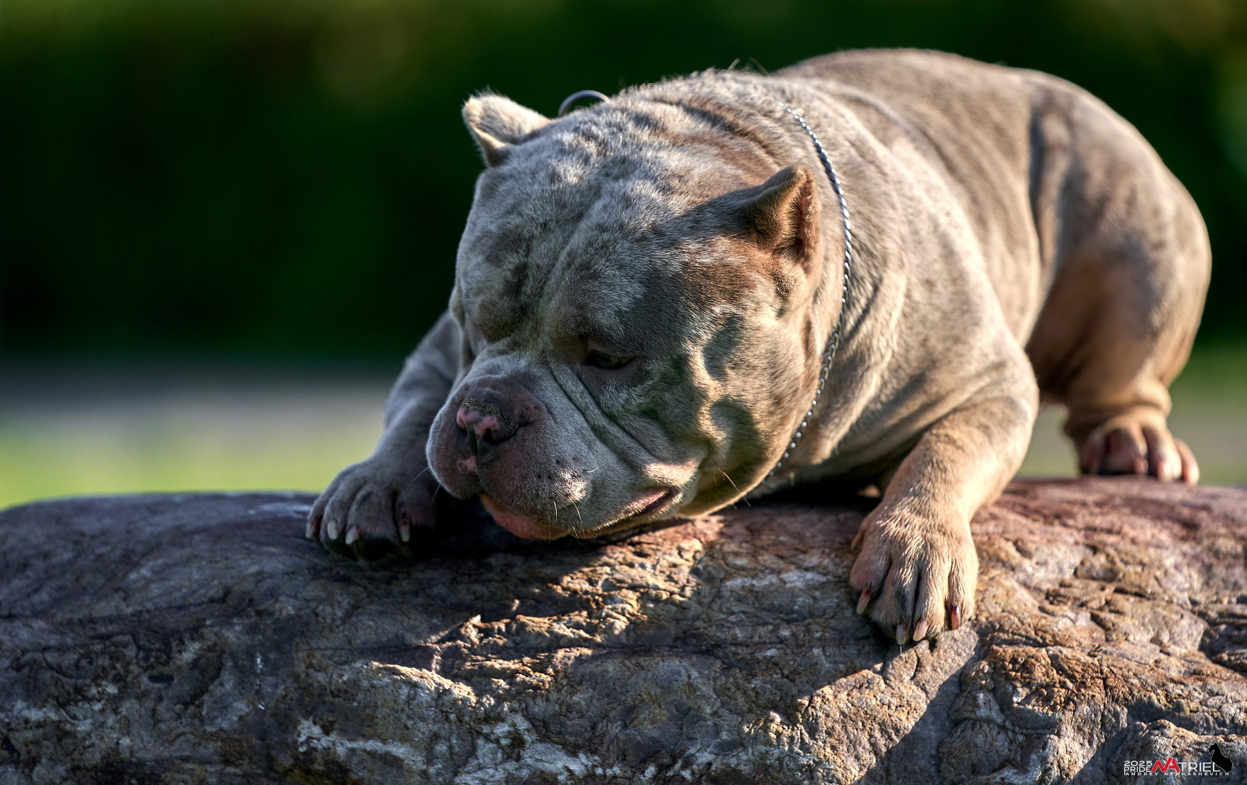 Съемка собак породы булли на природе