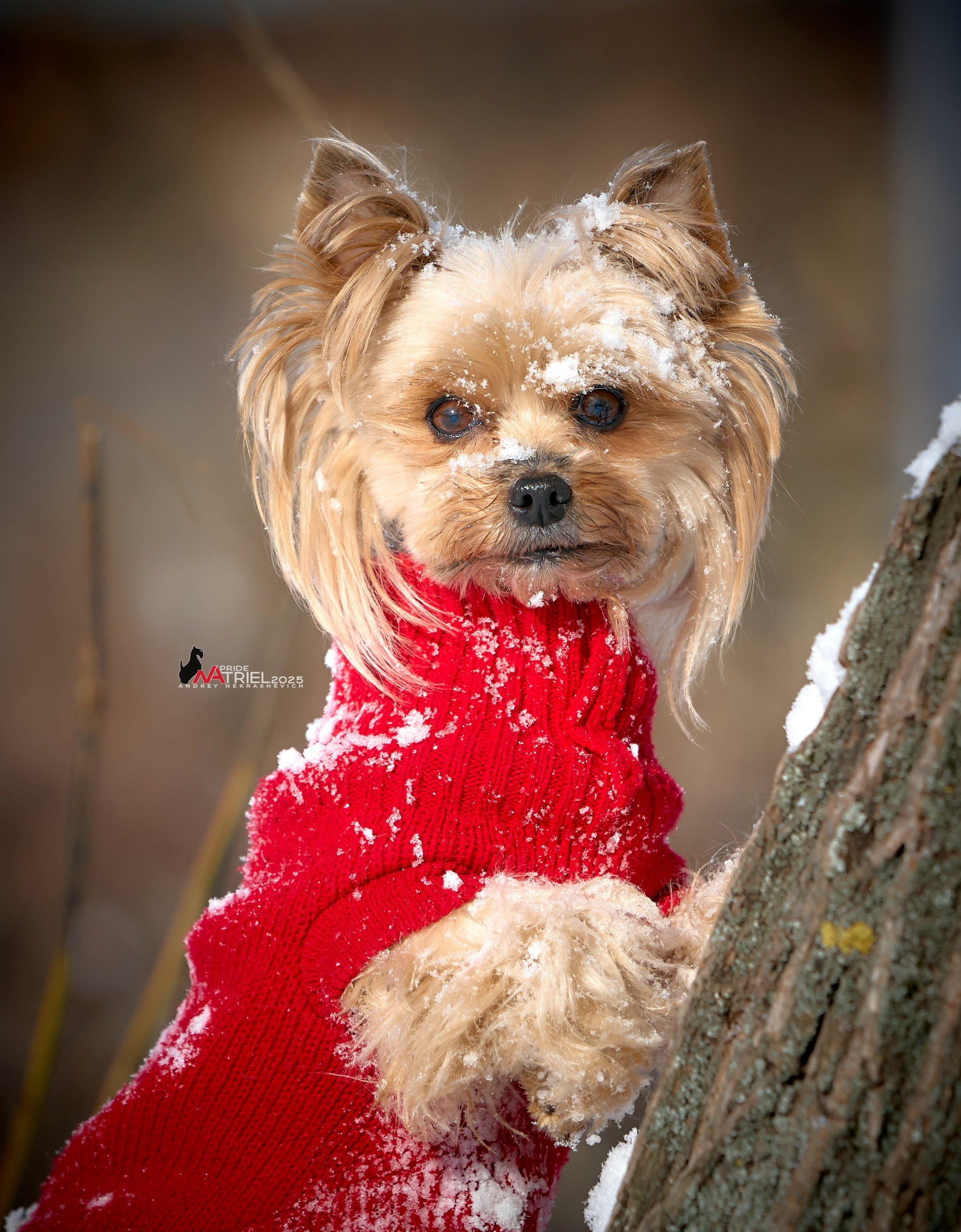 Фотопрогулка с моими собаками
