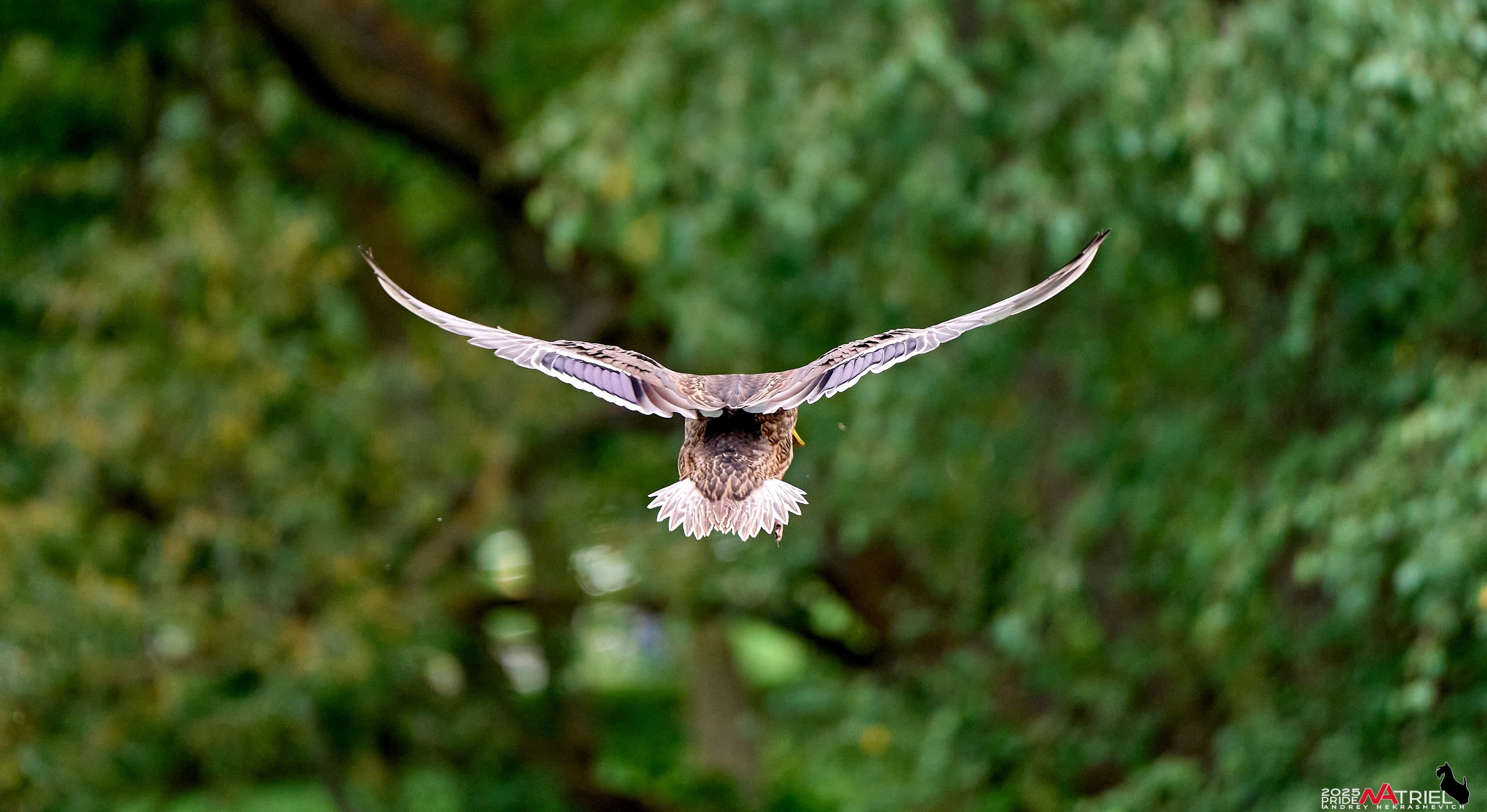 Утки на пруду