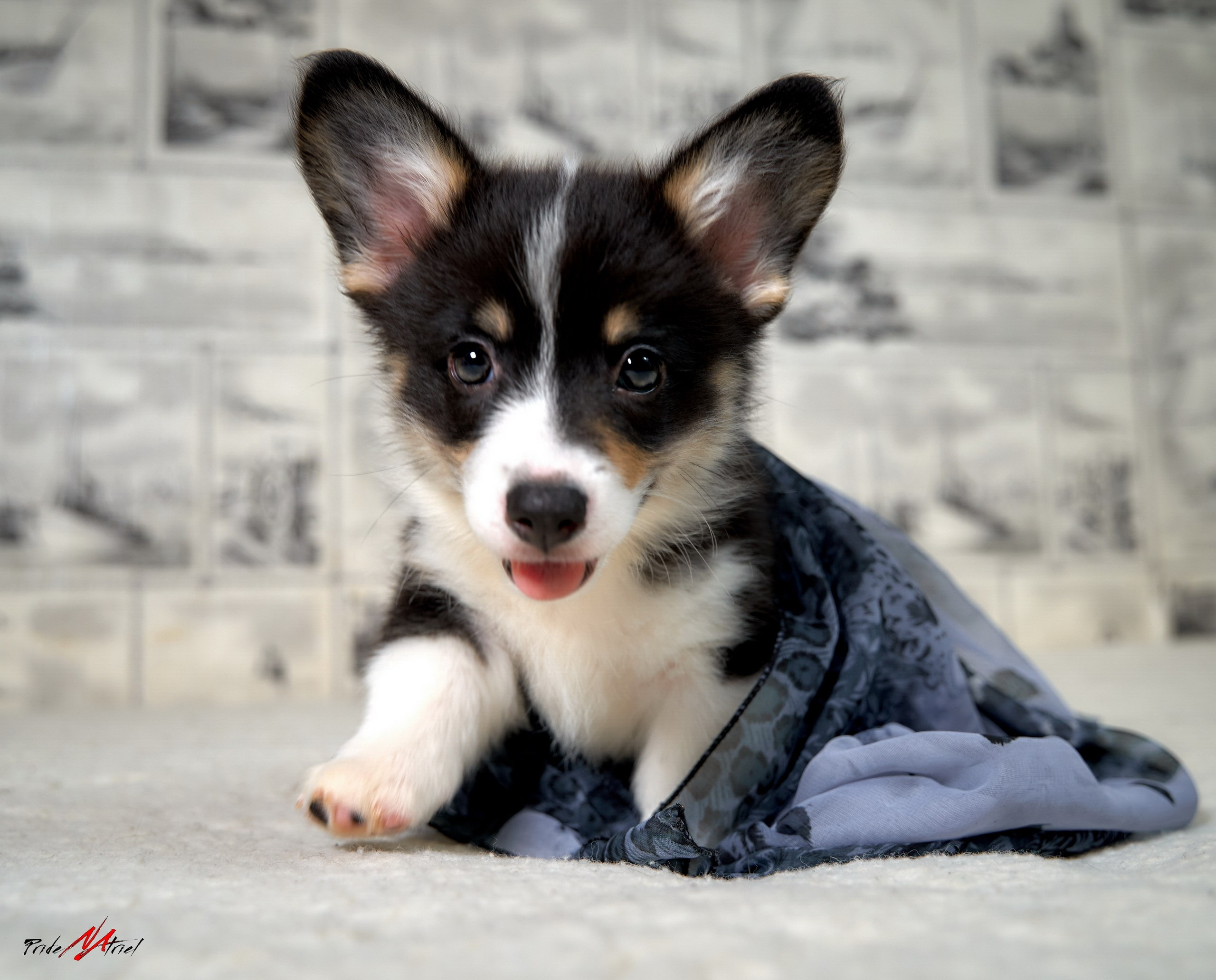 Щенки дома — галерея NATRIEL