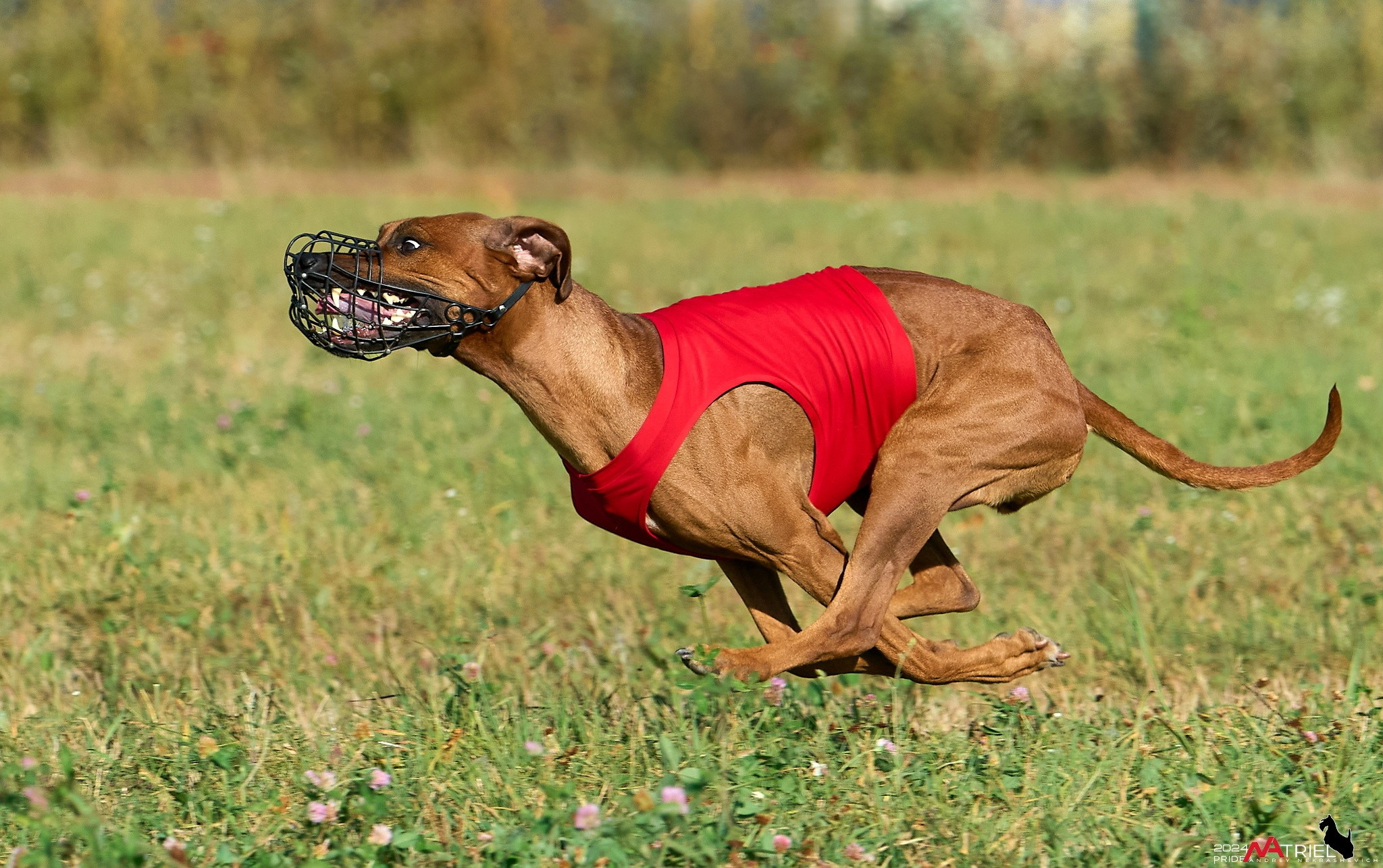 Курсинг в Иволге